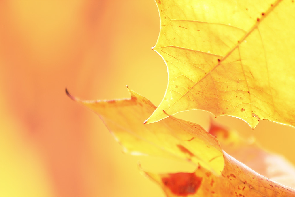 Leaf's love!!! by Jay Sabapathy on 500px.com