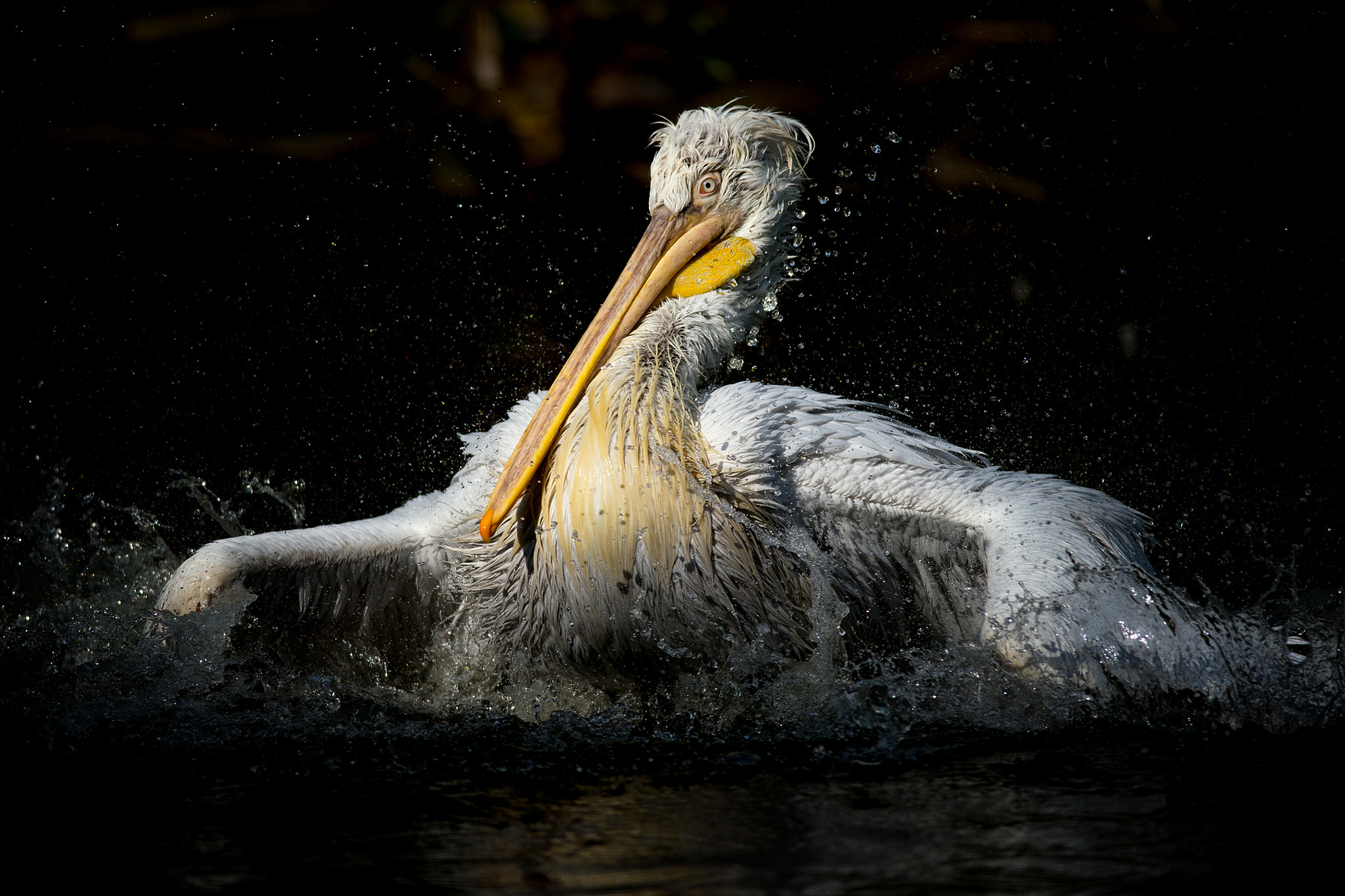 Nikon D610 + Nikon AF-S Nikkor 300mm F4D ED-IF sample photo. Afternoon cleanup | zoo prague photography