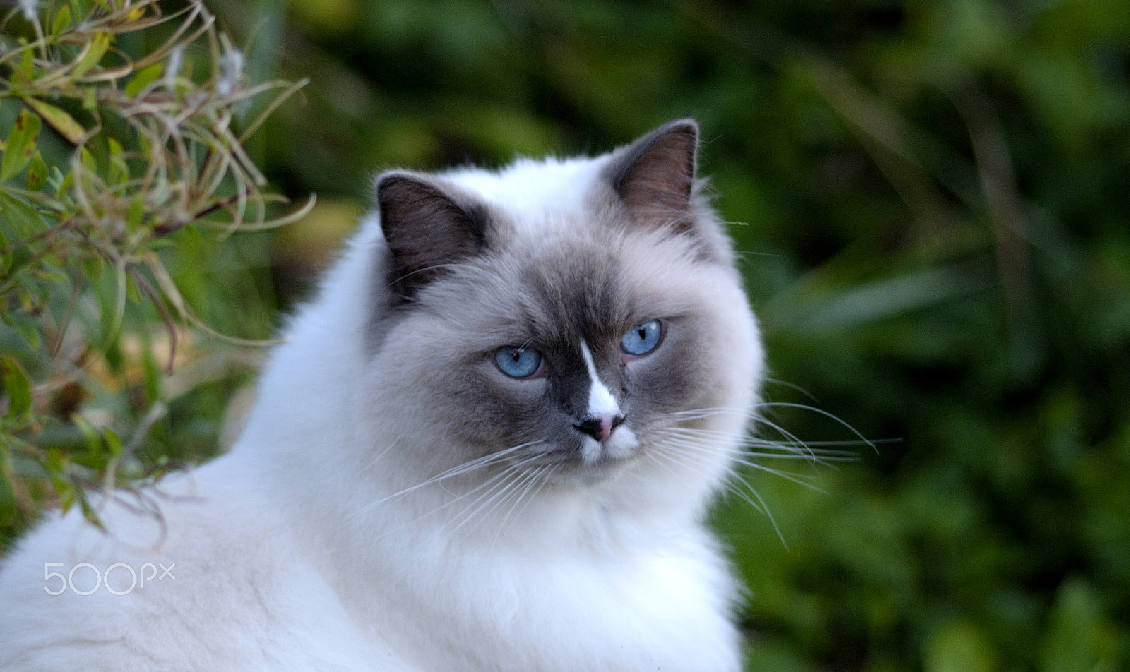 Sigma 105mm F2.8 EX DG Macro sample photo. Cute white cat with blue eyes photography