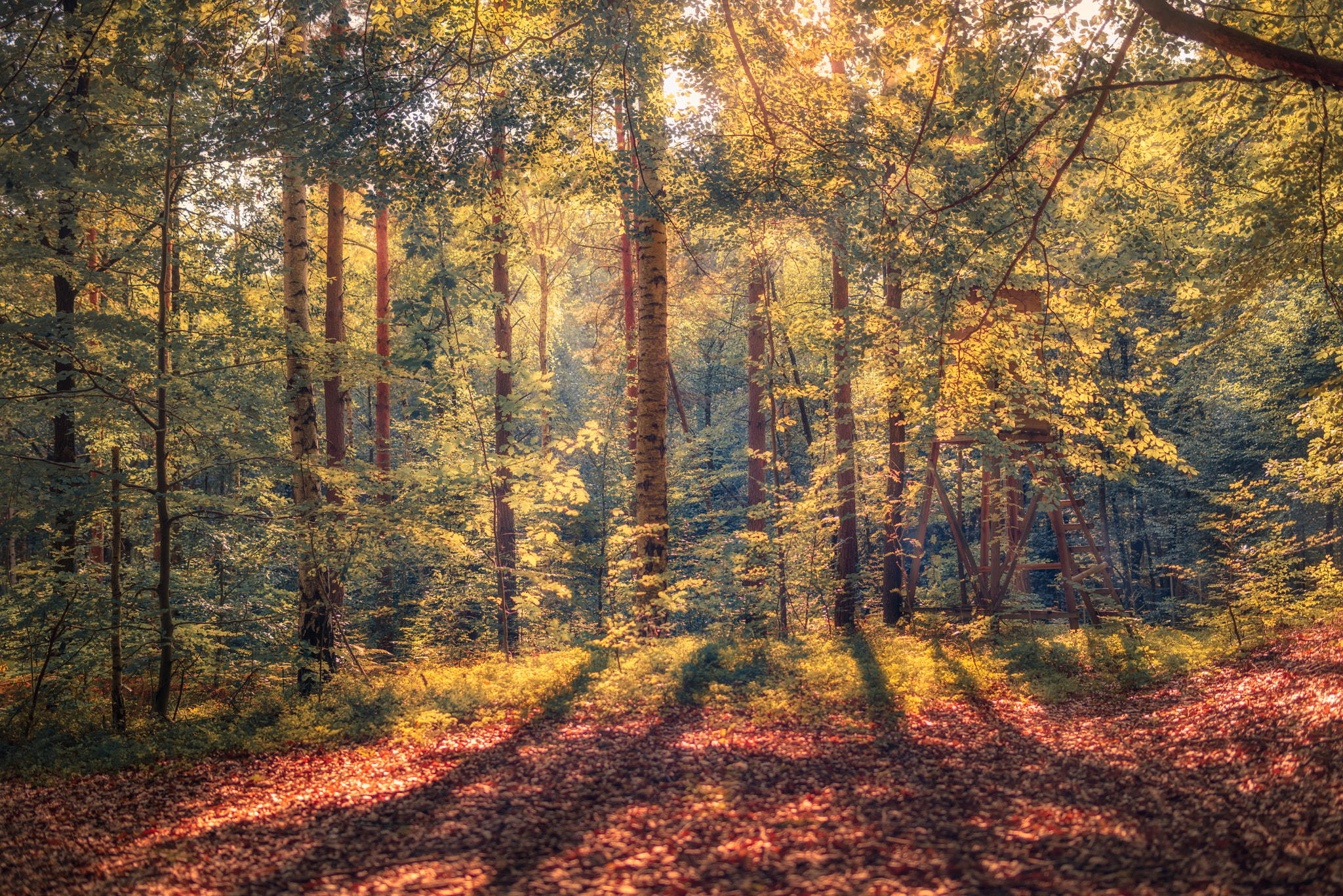 Nikon D800 + Samyang 35mm F1.4 AS UMC sample photo. Lausaer wald photography