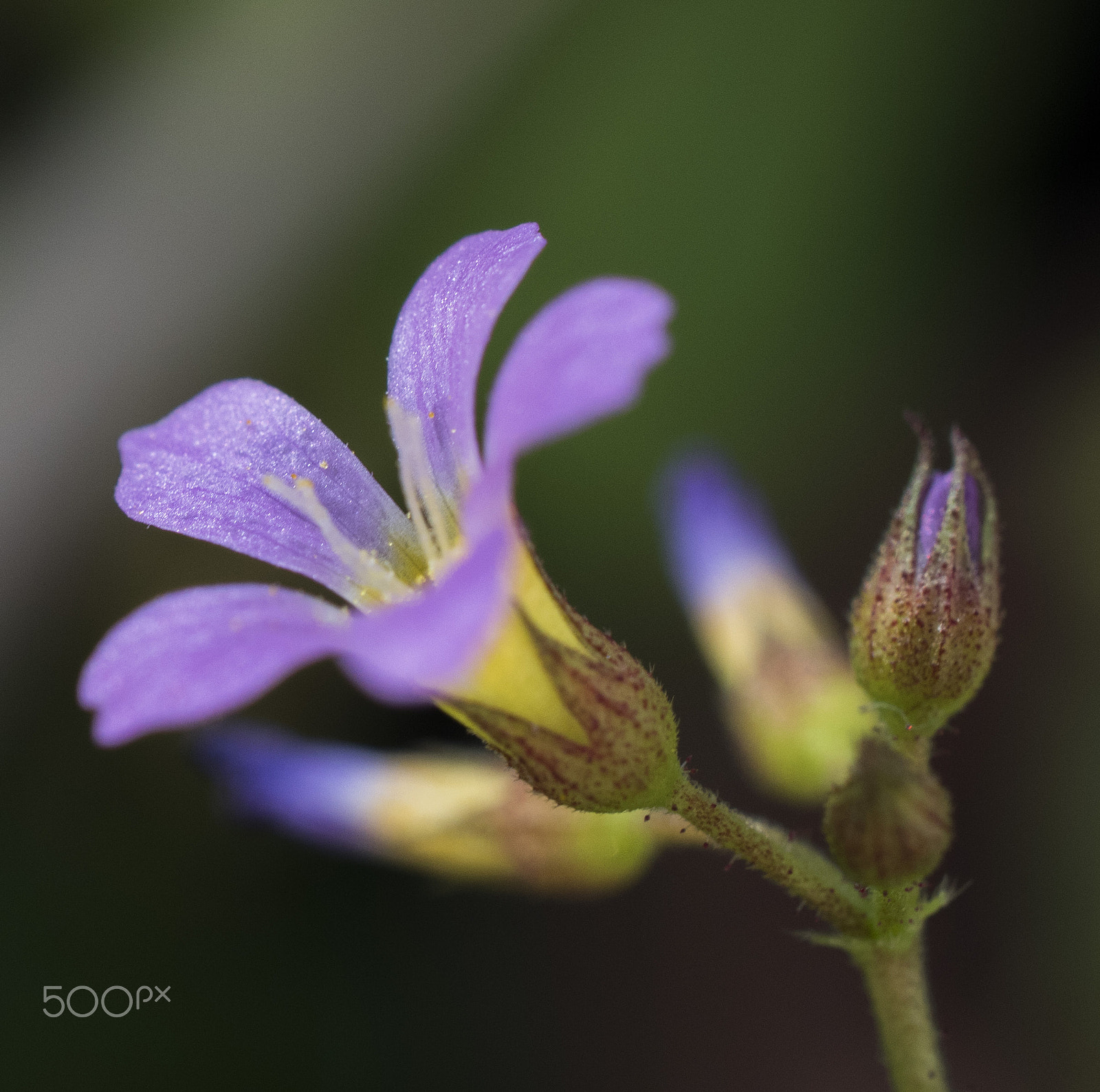 Nikon AF-S DX Micro Nikkor 40mm F2.8 sample photo. Flor morada photography