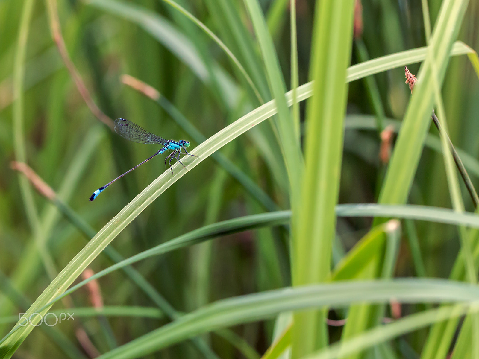 Canon EOS 70D sample photo. Dragonfly in the grass photography