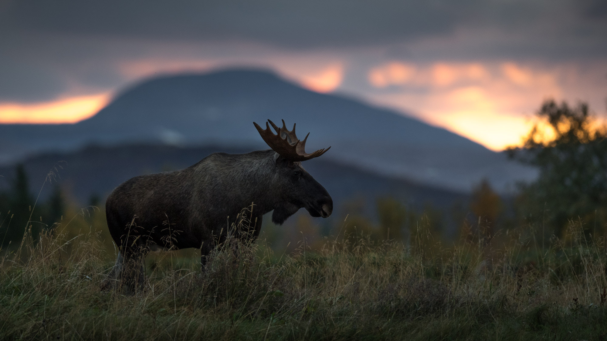 Nikon AF-S Nikkor 500mm F4E FL ED VR sample photo. Early morning moose photography