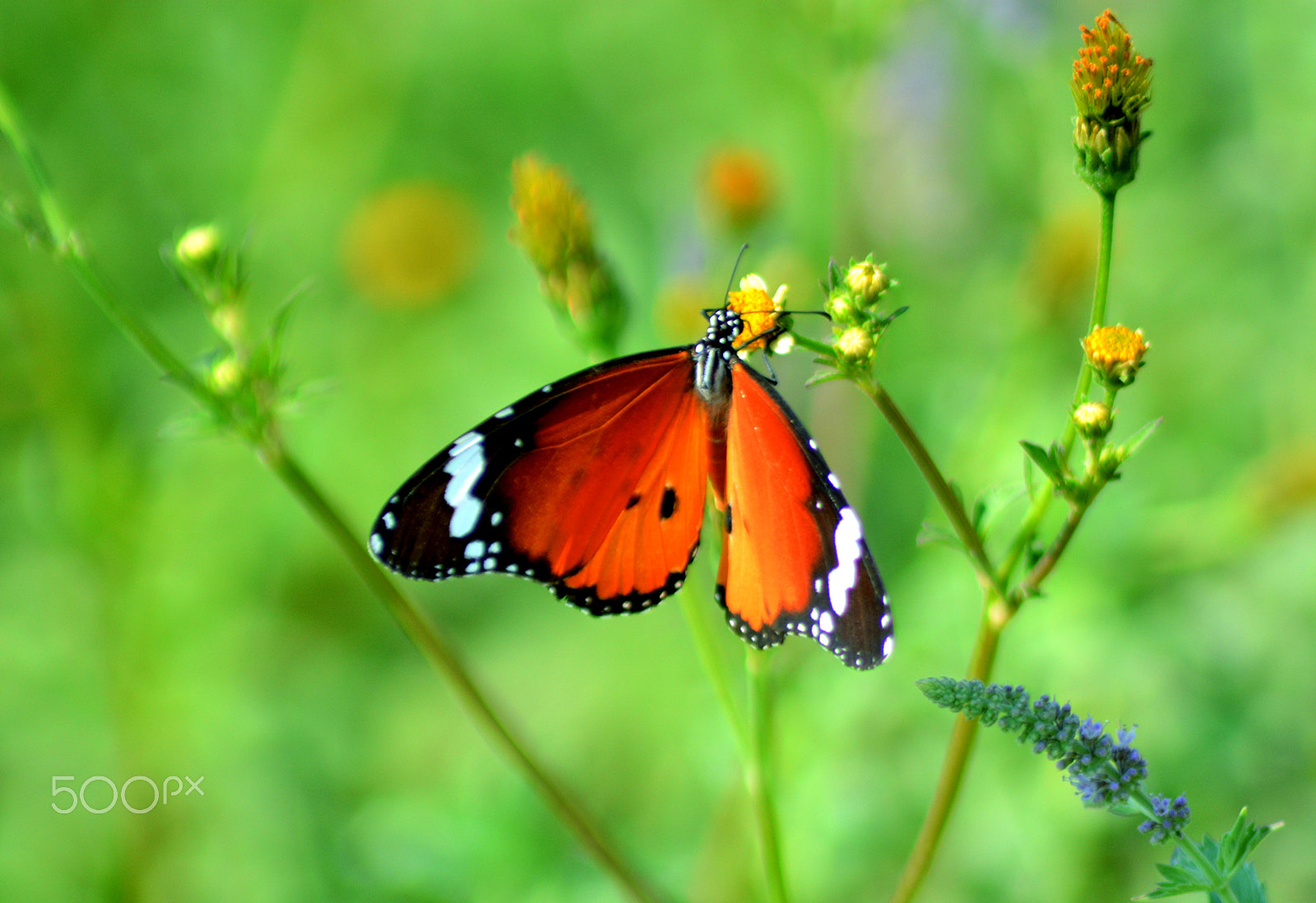 Nikon AF Nikkor 70-300mm F4-5.6G sample photo. Butterfly photography
