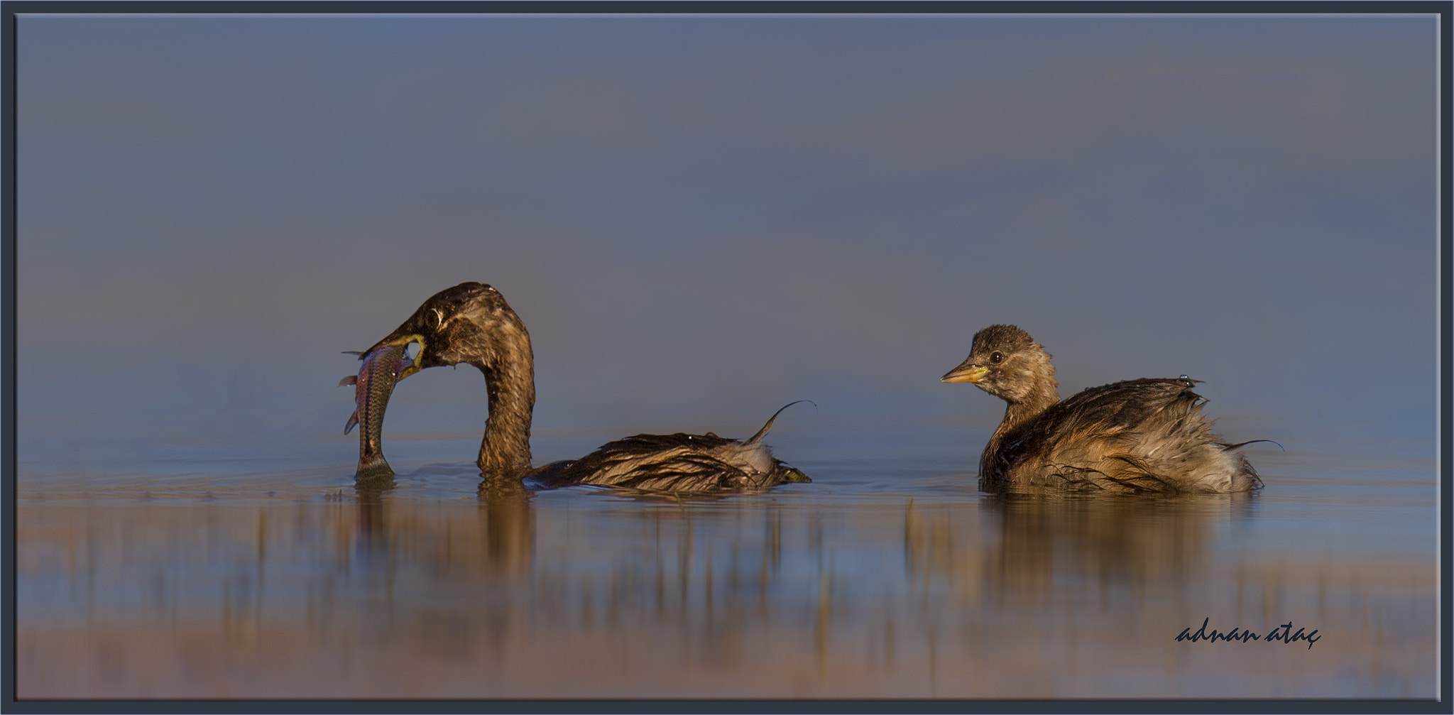 Sigma 150-600mm F5-6.3 DG OS HSM | S sample photo. Küçük batağan - tachybaptus ruficollis - little grebe photography