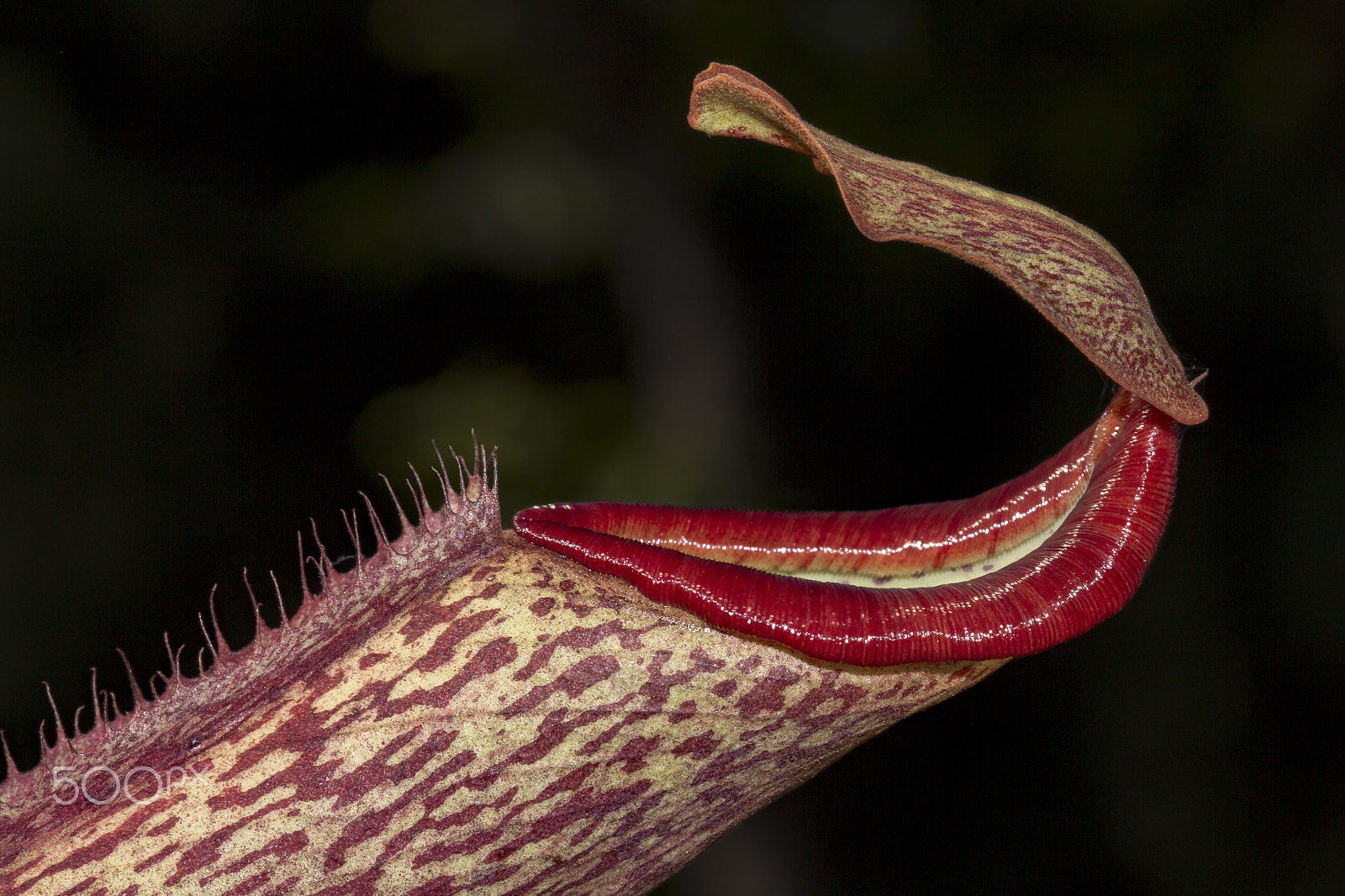 Canon EOS 650D (EOS Rebel T4i / EOS Kiss X6i) + Canon EF 100mm F2.8 Macro USM sample photo. Smiling pitcher plant.猪笼草笑唇 photography