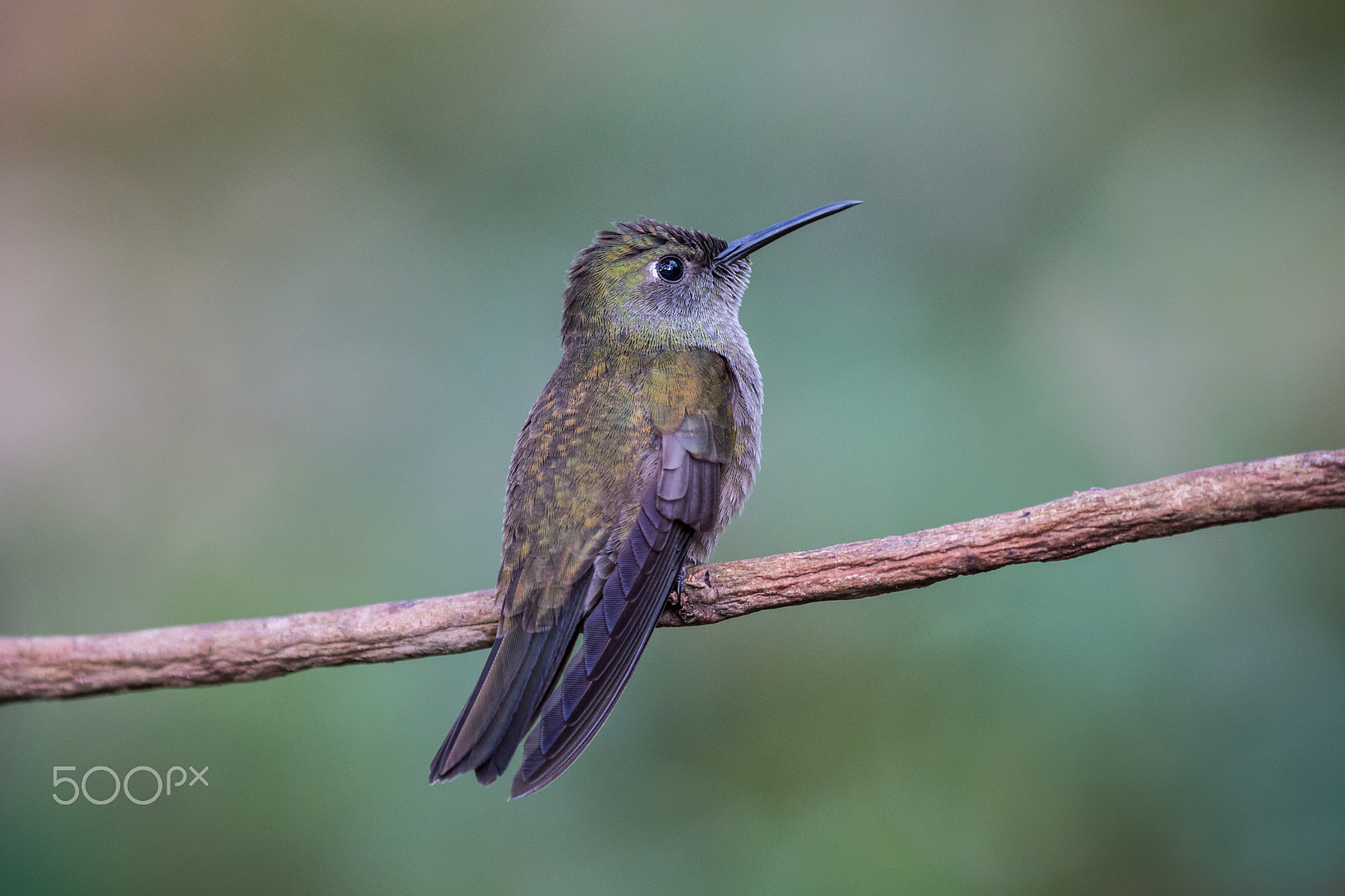 Nikon D7100 sample photo. Sombre hummingbird - aphantochroa cirrochloris photography