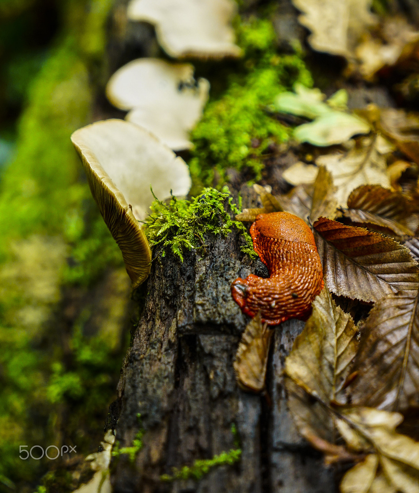 Sony a7S II sample photo. Champignon limasse photography