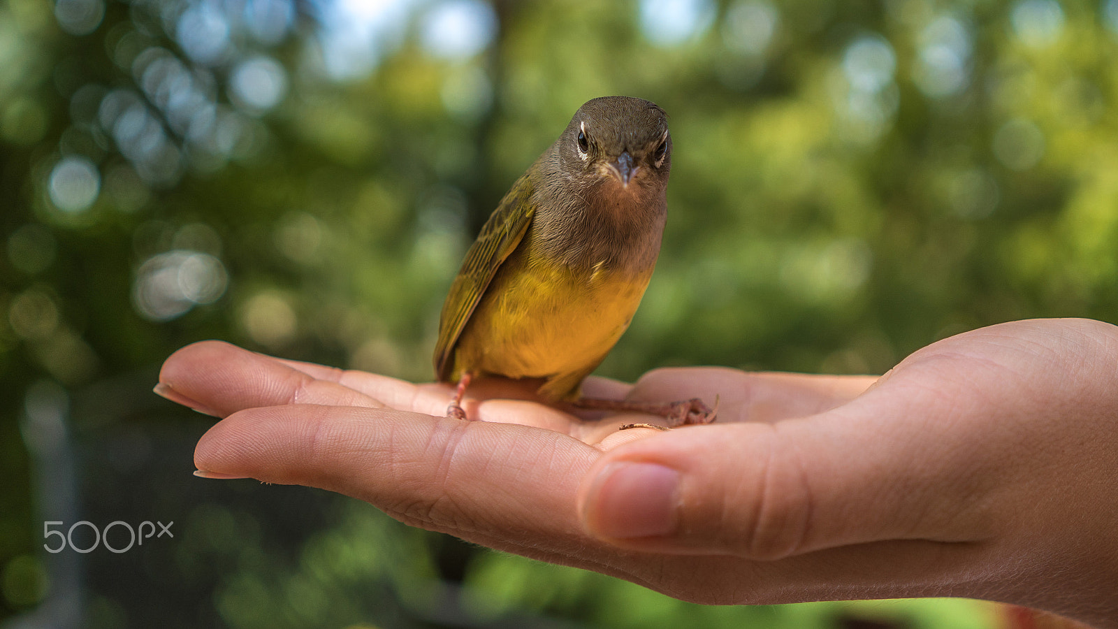 Sony a6300 + Sony FE 28mm F2 sample photo. Warbler photography