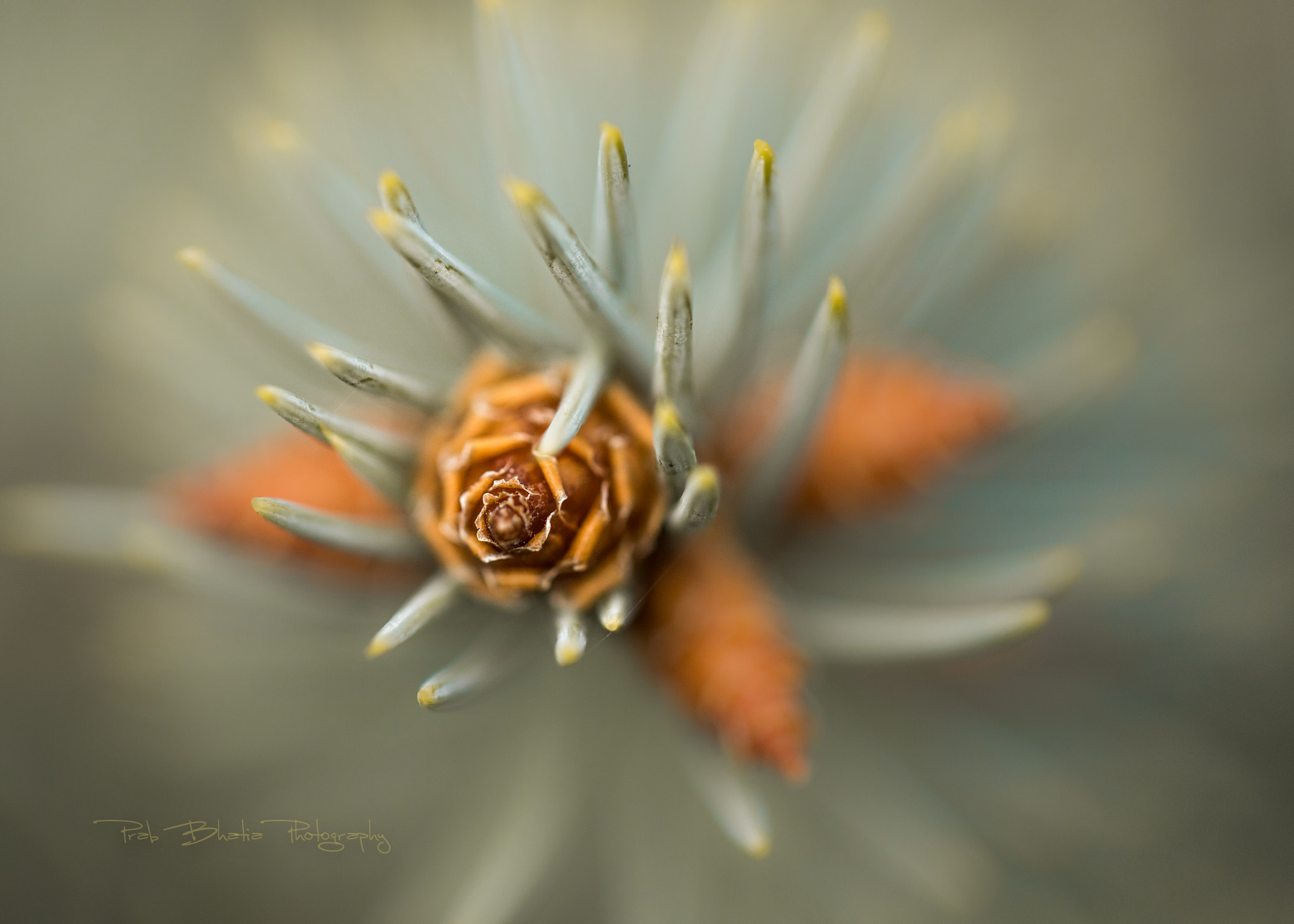 Canon EF 100mm F2.8L Macro IS USM sample photo. Rose cone photography