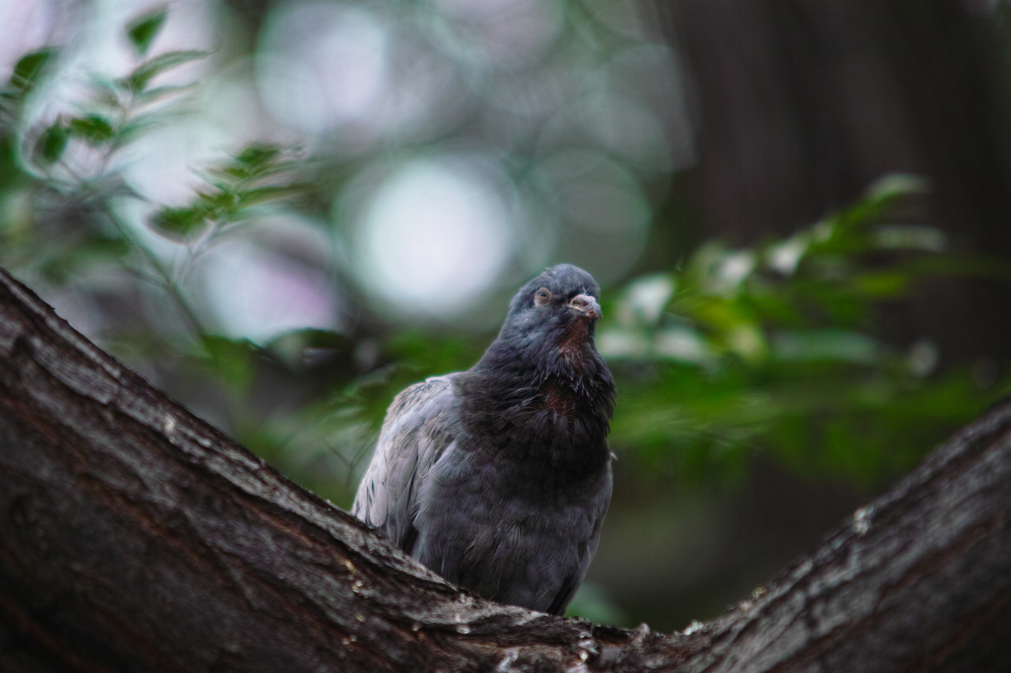 Sigma SD1 Merrill + Sigma 70-200mm F2.8 EX DG HSM APO Macro sample photo. Pigeon photography