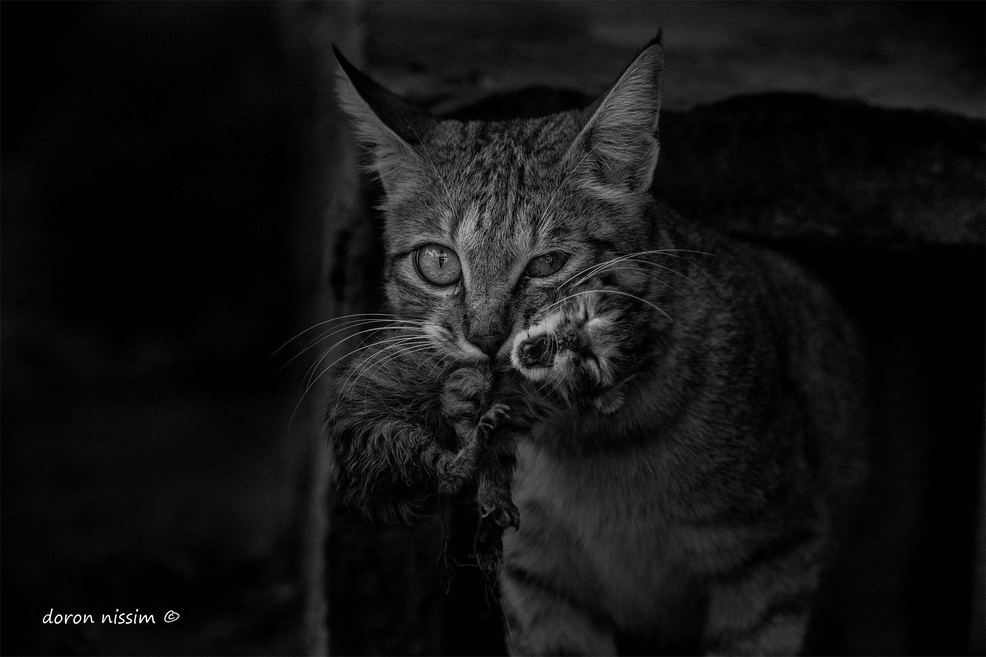 Canon EF 300mm F4L IS USM sample photo. Wild photography