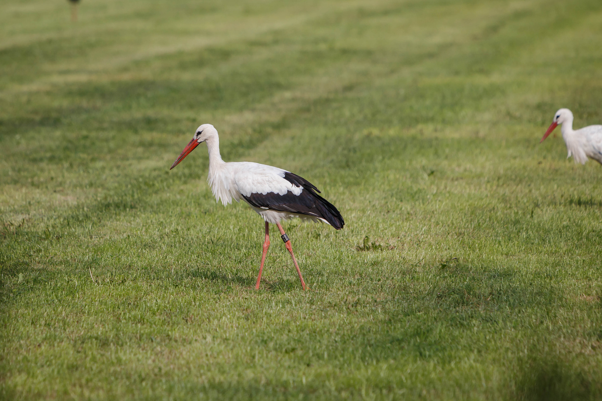 Canon EOS 6D sample photo. White stork ciconia ciconia photography