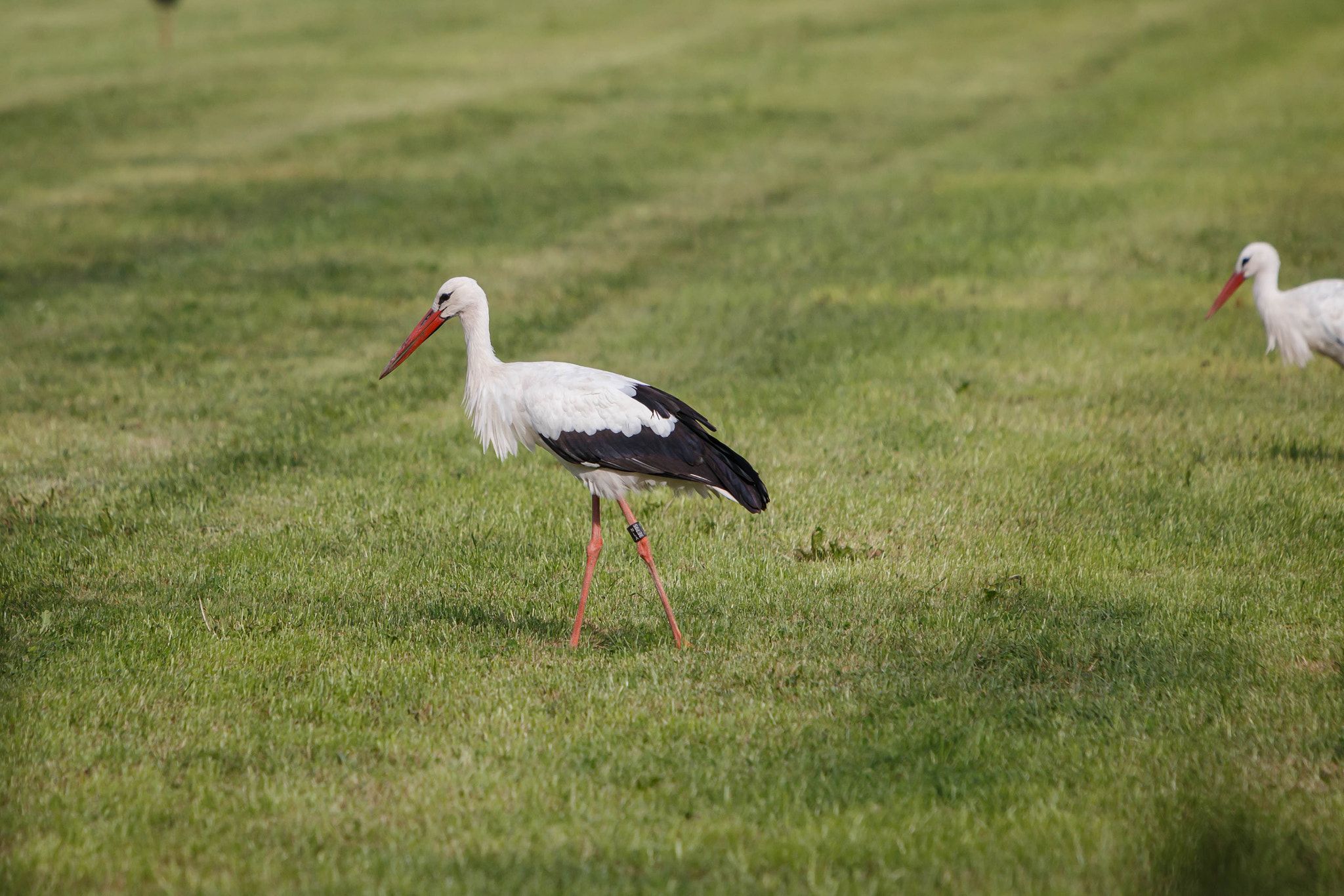 Canon EF 70-200mm F2.8L IS USM sample photo. White stork ciconia ciconia photography
