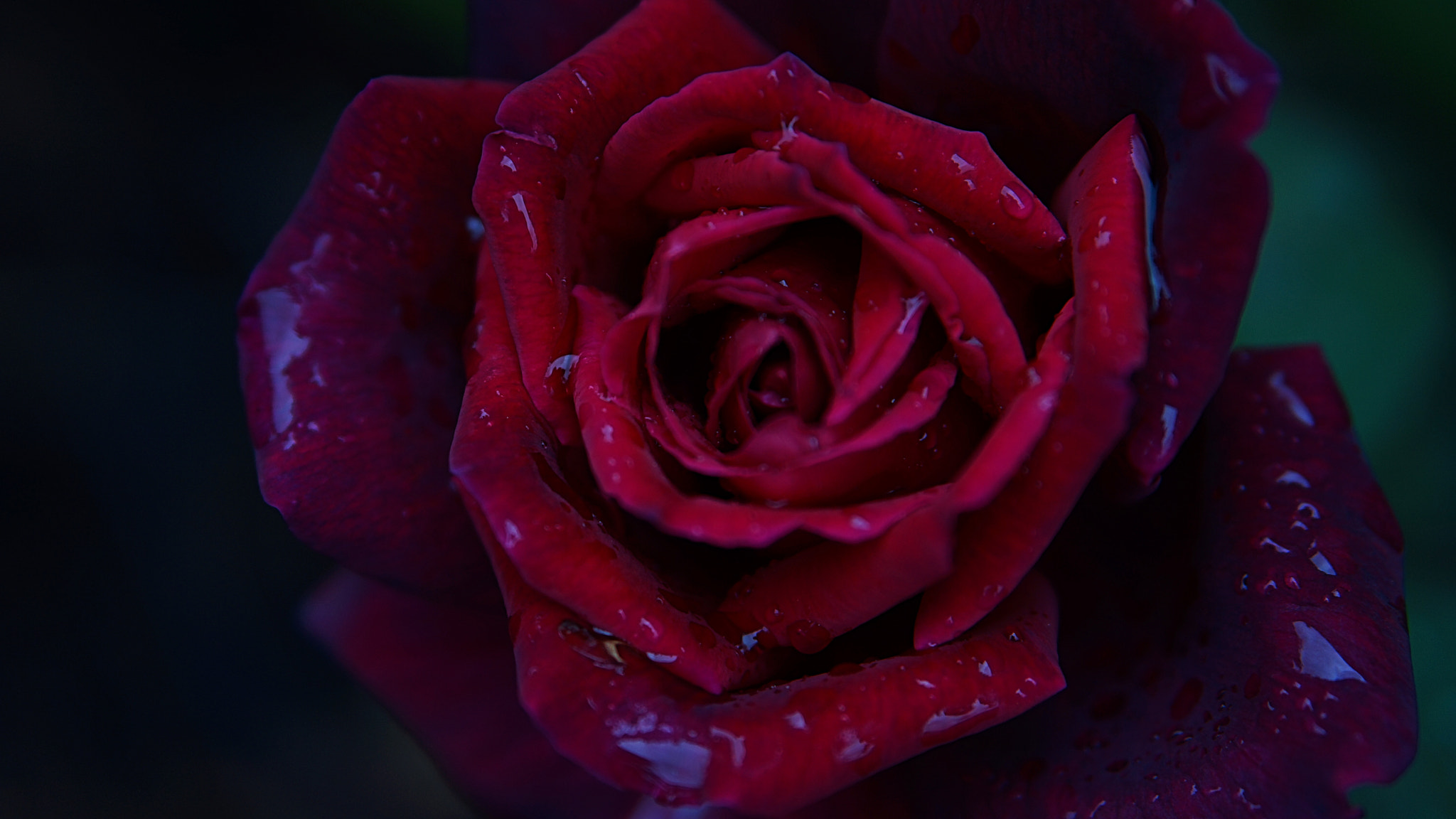 Sony Alpha NEX-7 + Sony E 50mm F1.8 OSS sample photo. Rose with rain drops photography