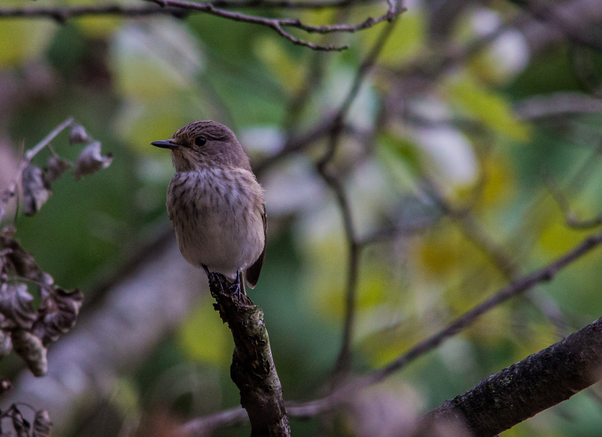 Sigma 150-500mm F5-6.3 DG OS HSM sample photo. Beccamoschino photography