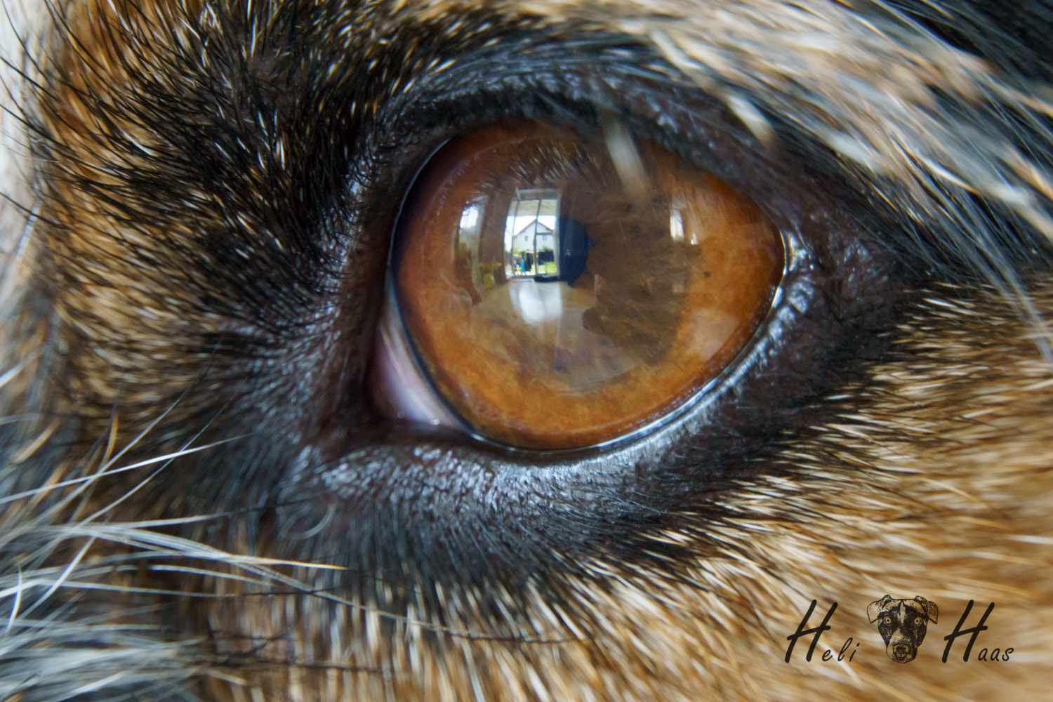 Sony E 18-200mm F3.5-6.3 OSS sample photo. The world in a dog´s eye photography
