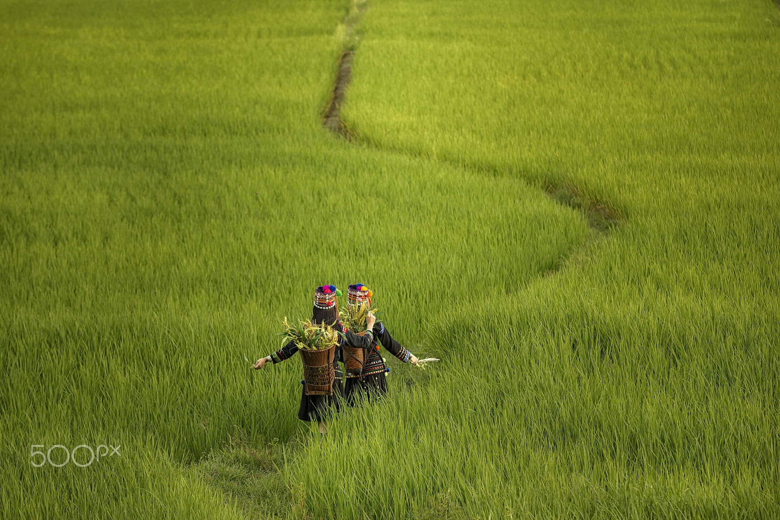 Sigma 70-200mm F2.8 EX DG OS HSM sample photo. The journey photography