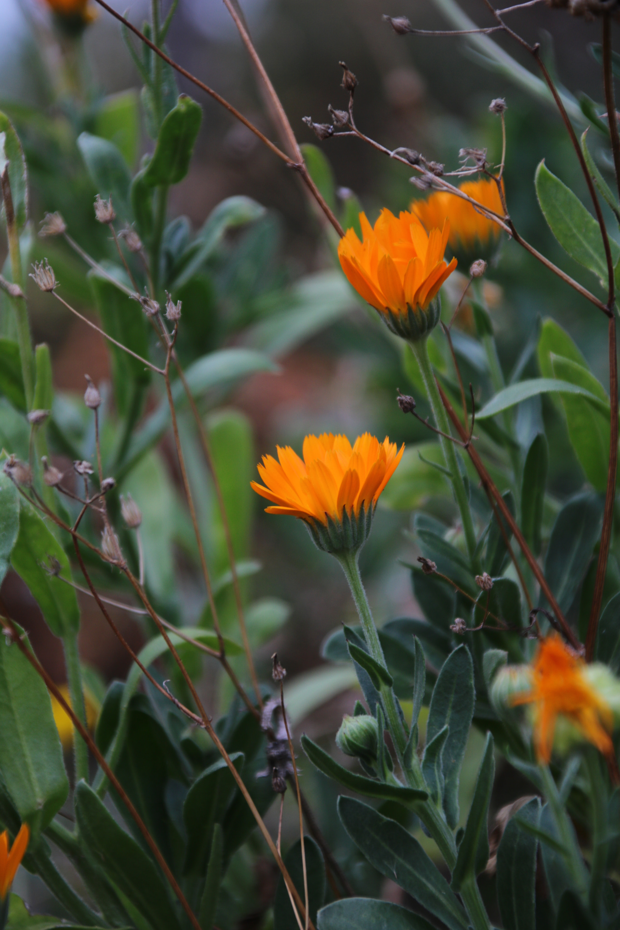 Canon EOS 750D (EOS Rebel T6i / EOS Kiss X8i) + Canon TS-E 90mm F2.8 Tilt-Shift sample photo. Orange flower photography