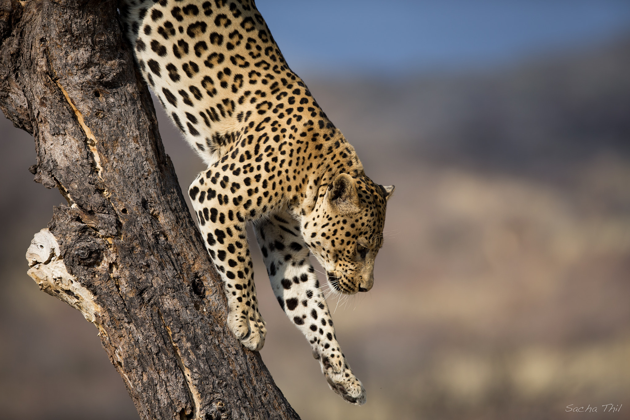 Canon EOS-1D X + Canon EF 300mm F2.8L IS USM sample photo. Leopard down the tree photography