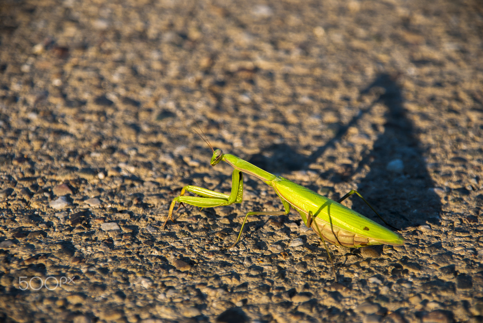 Nikon D80 sample photo. Mantis photography