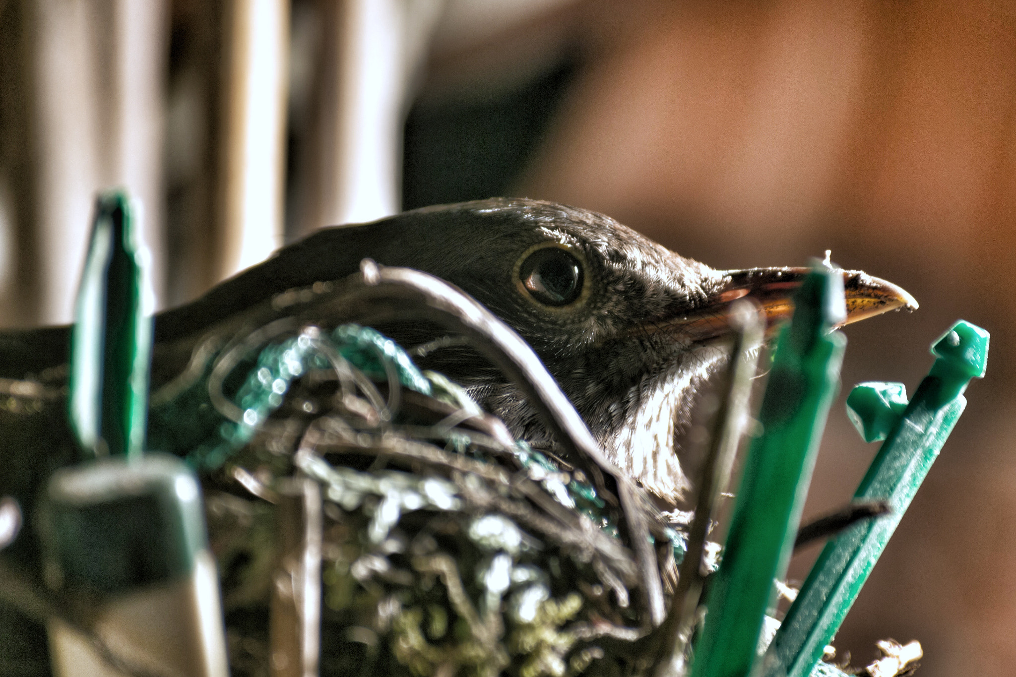 Sigma 50-200mm F4-5.6 DC OS HSM sample photo. Blackbird photography