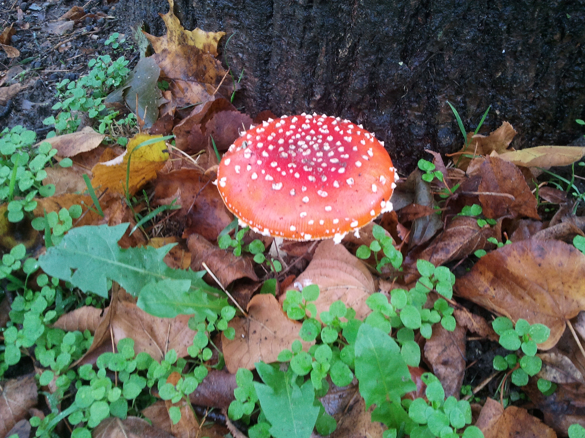 Samsung Galaxy S sample photo. Knechtstedener wald photography