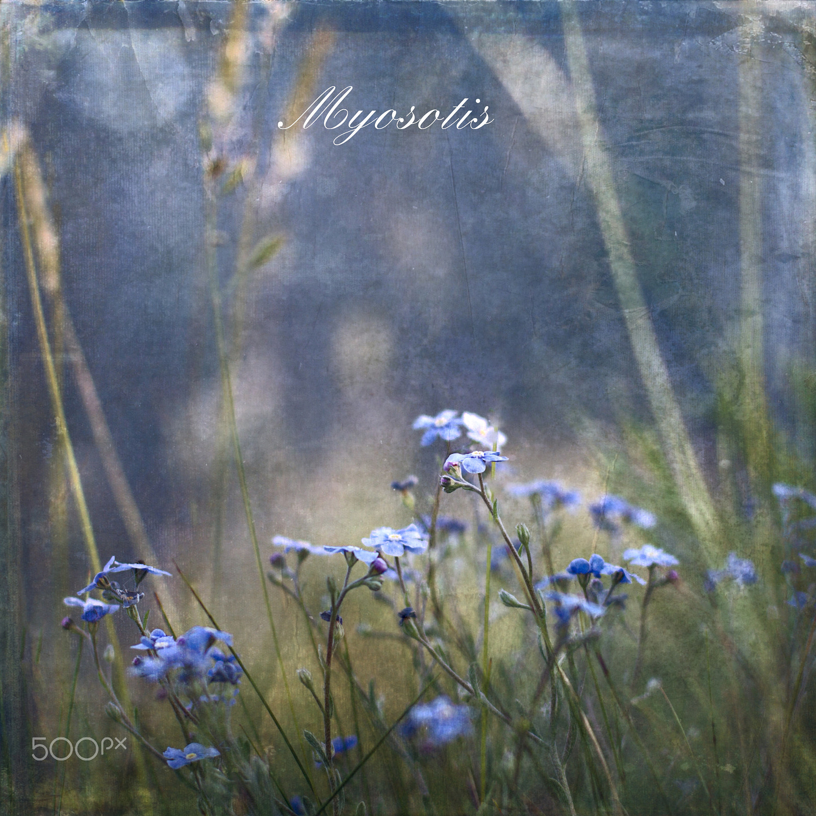 ZEISS Planar T* 50mm F1.4 sample photo. Myosotis photography