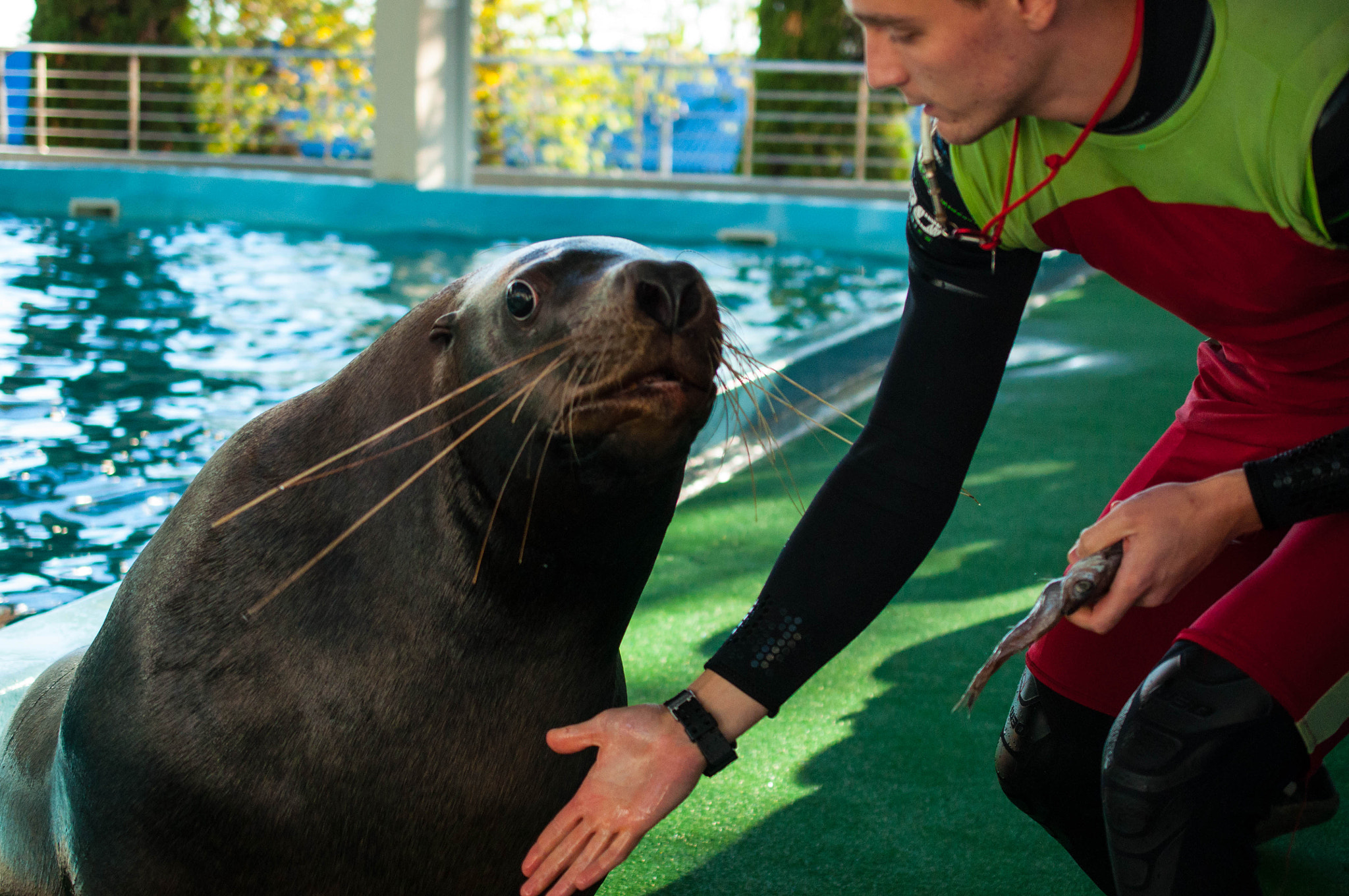 Nikon AF-S DX Micro Nikkor 40mm F2.8 sample photo. Sea lion photography