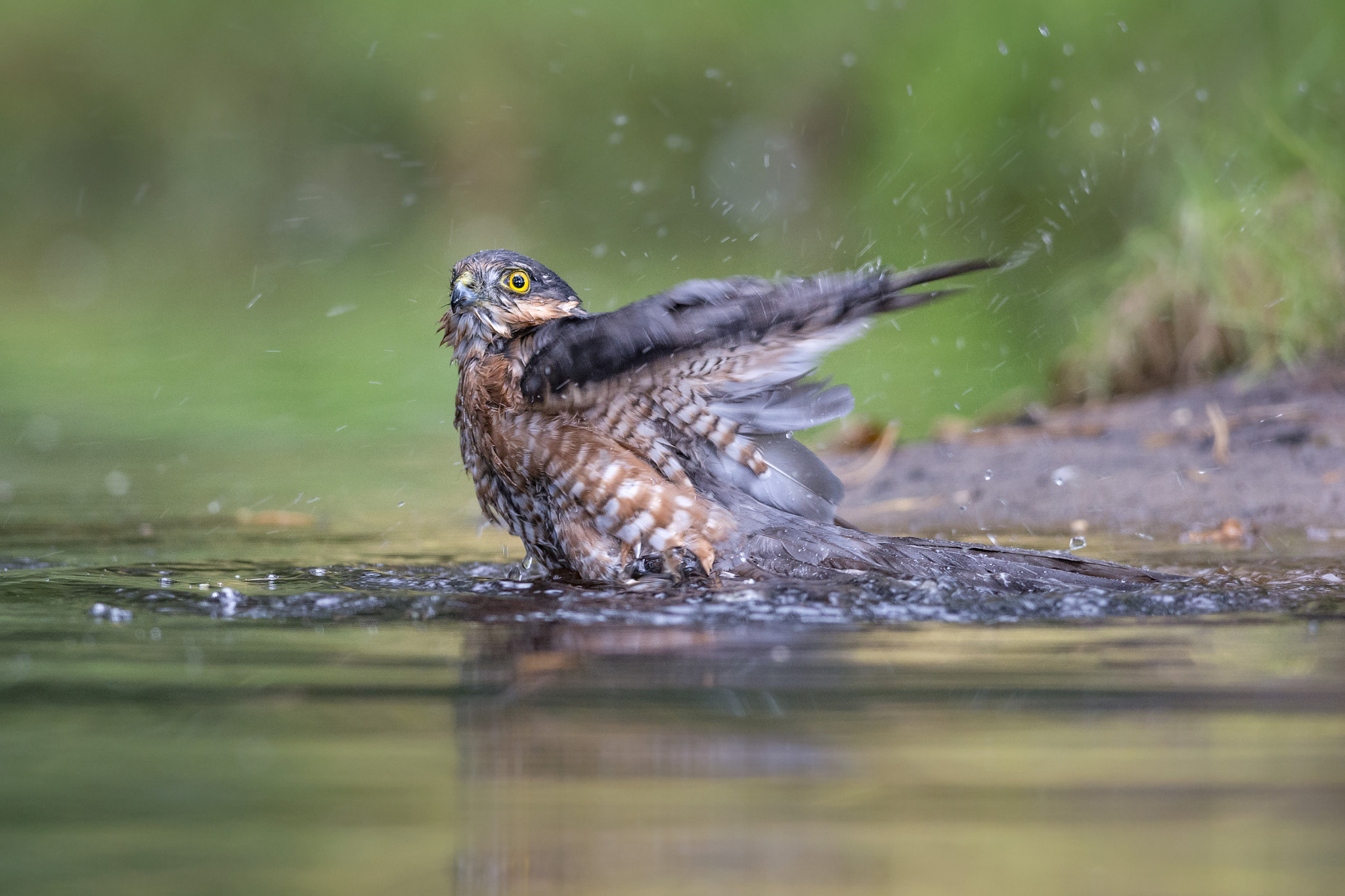 Nikon D800 + Nikon AF-S Nikkor 300mm F4D ED-IF sample photo. Sparrow-hawk photography