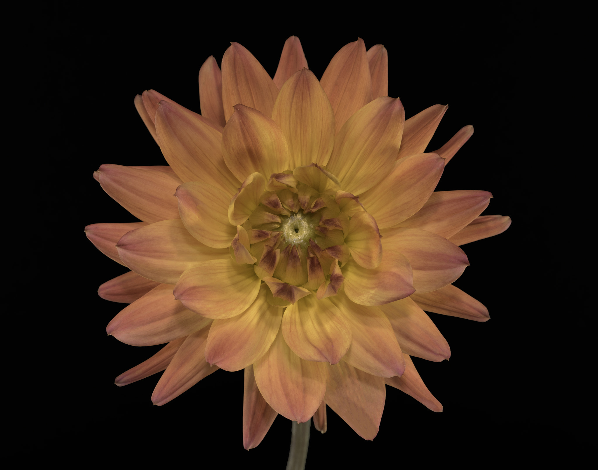 Sony a7 sample photo. Orange & pink dahlia. photography