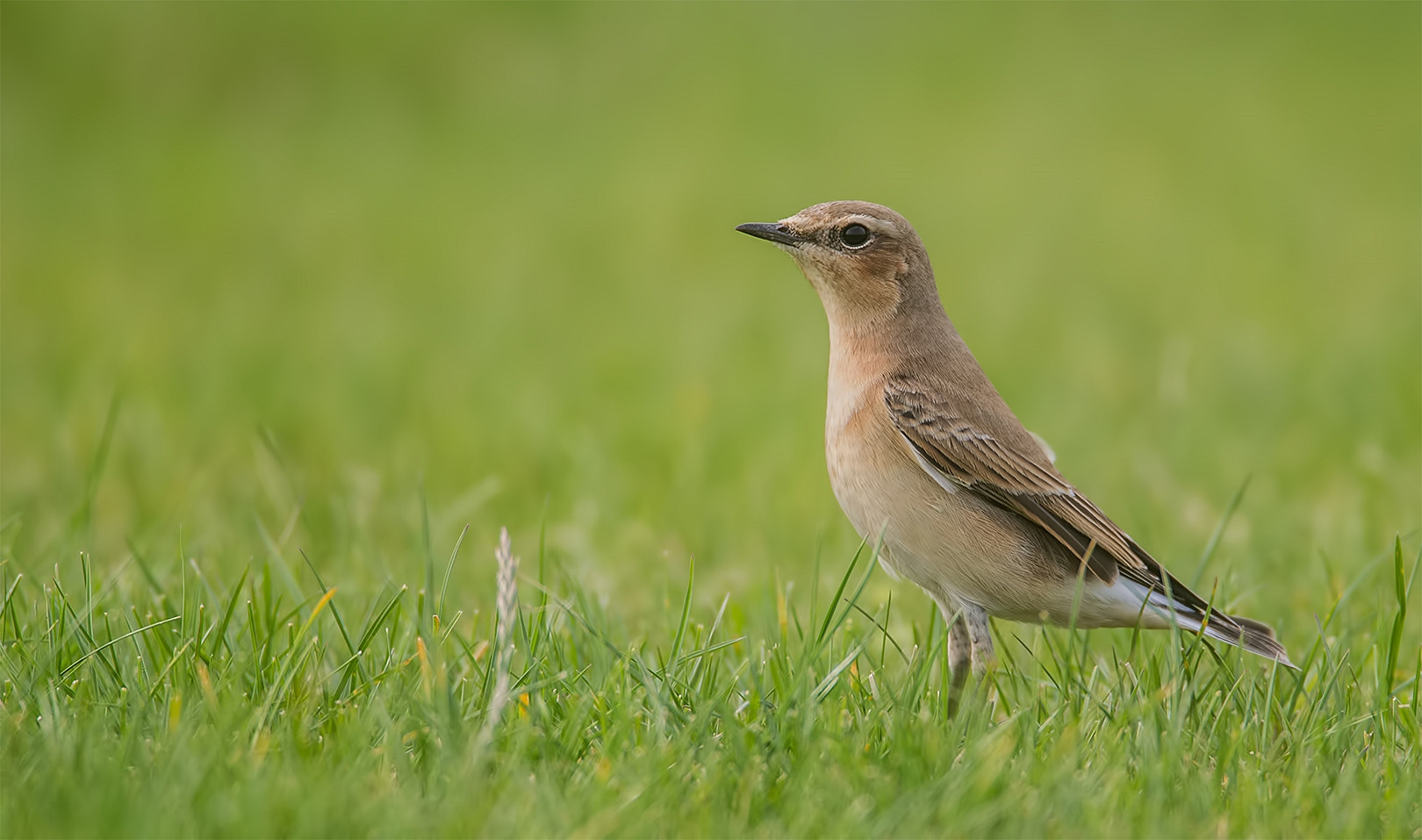 Canon EF 500mm F4L IS USM sample photo. Wheatear photography