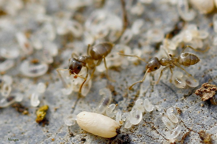 Canon EOS 60D + Canon EF 100mm F2.8L Macro IS USM sample photo. Ants and cocoon photography