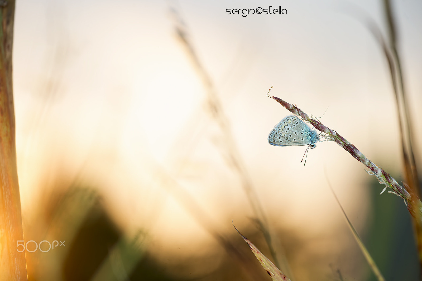 Sigma 150mm F2.8 EX DG Macro HSM sample photo. Ready for the night_____ photography