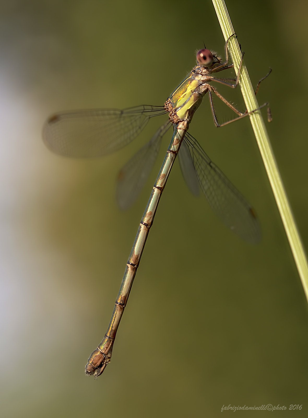 Canon EF 100mm F2.8L Macro IS USM sample photo. Chalcolestes viridis  - female photography
