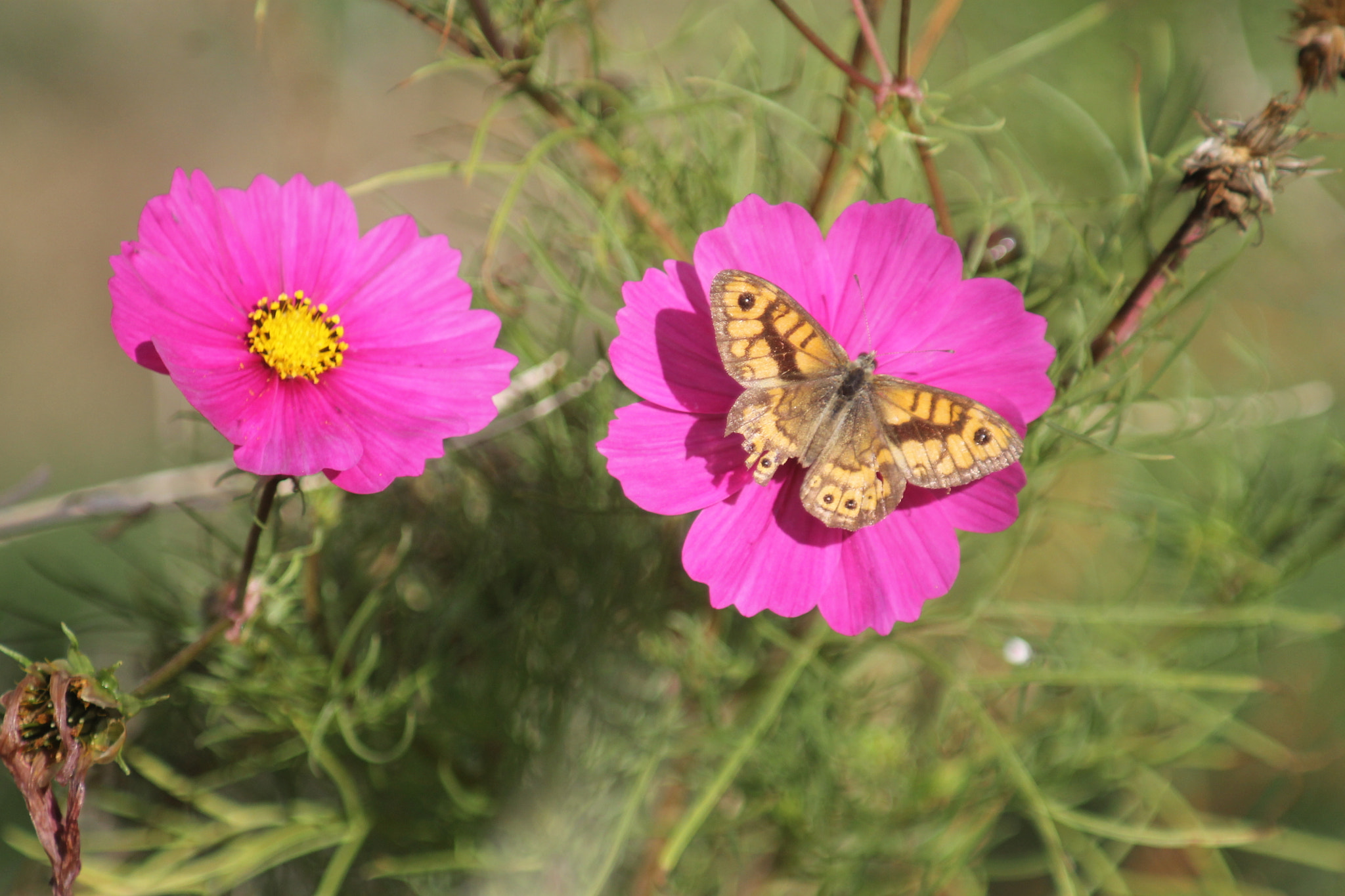 Canon EF 80-200mm F4.5-5.6 II sample photo. Broken wing photography