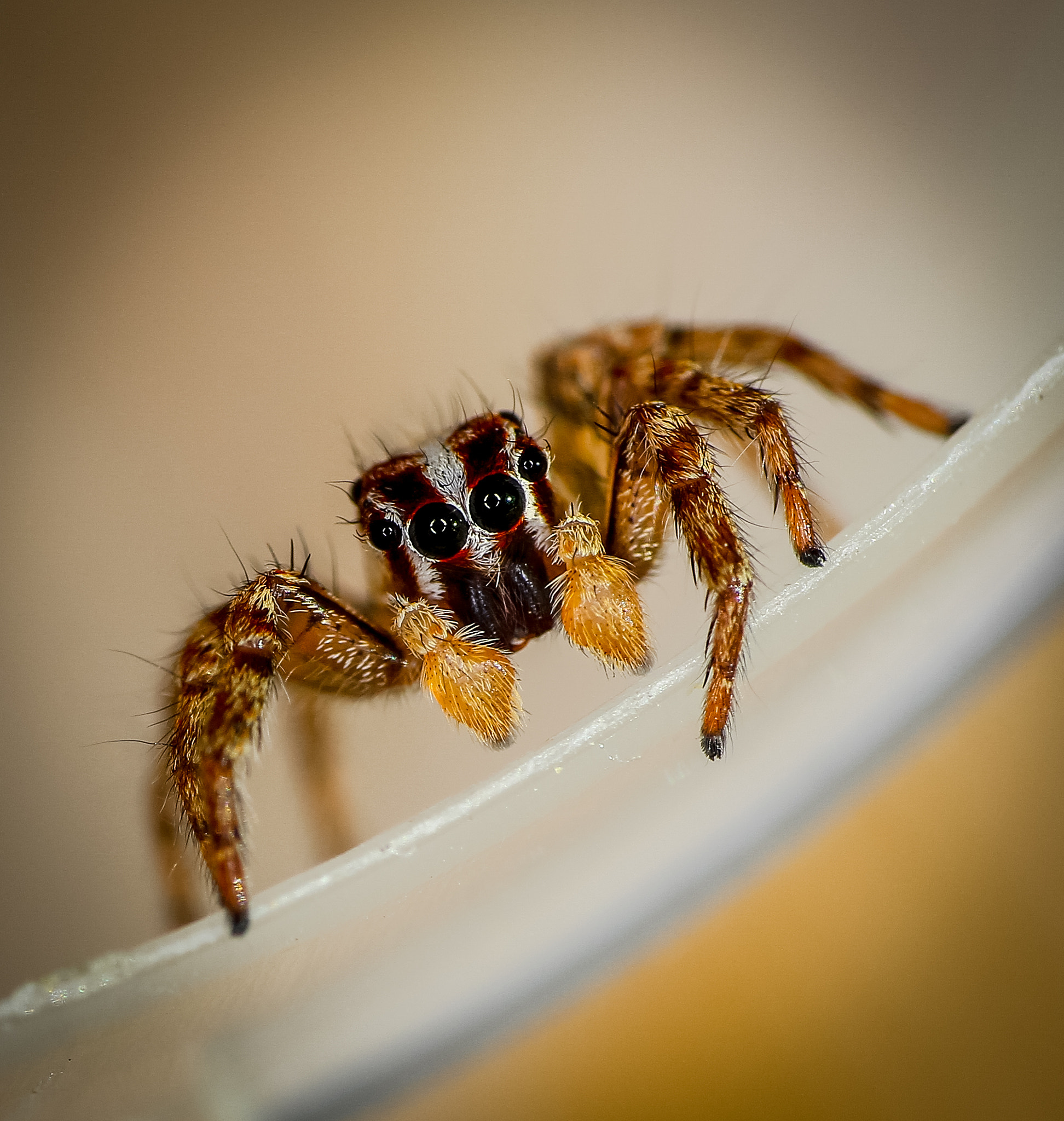Canon EOS 600D (Rebel EOS T3i / EOS Kiss X5) + Tamron SP AF 90mm F2.8 Di Macro sample photo. Spider 2 photography