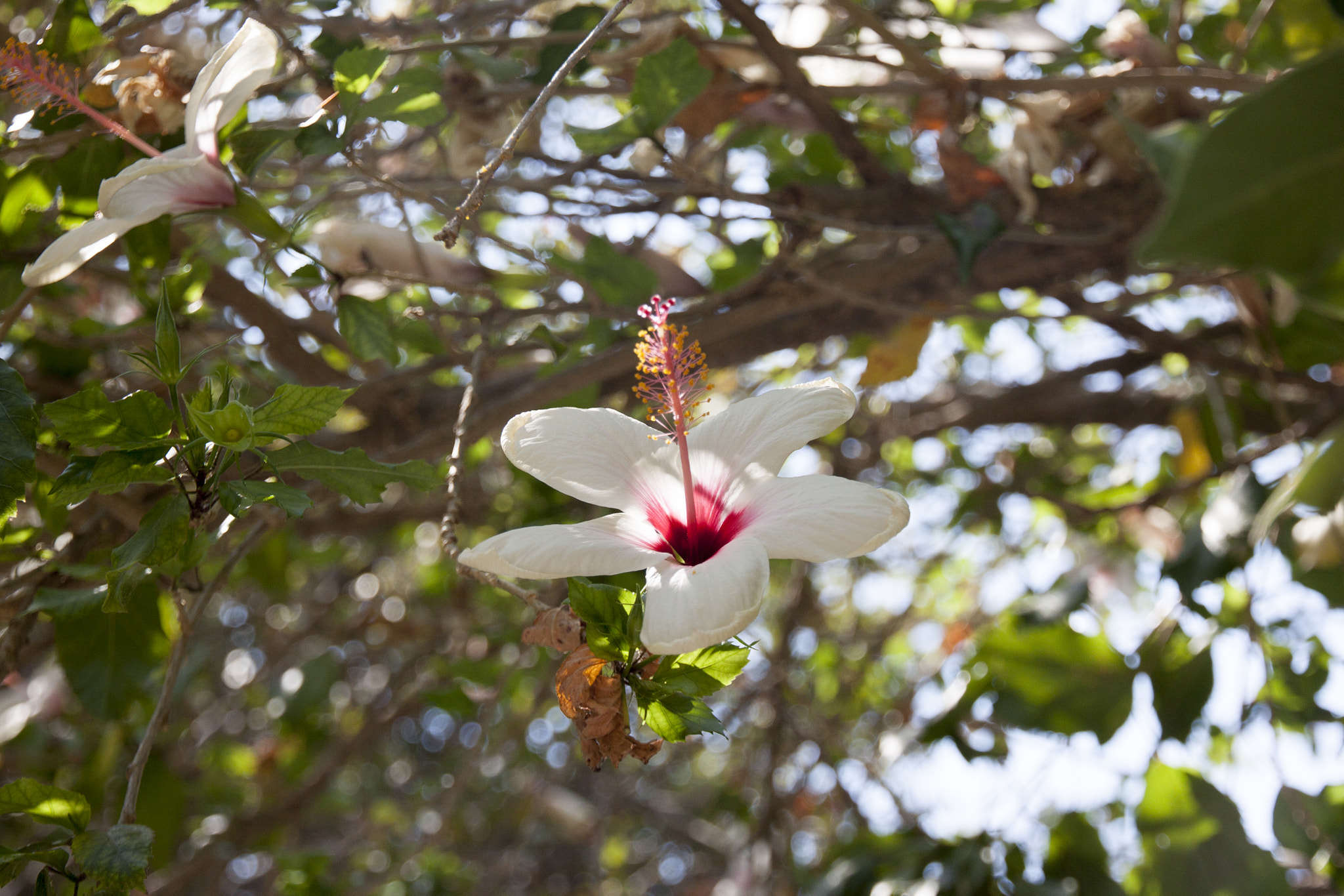 Canon EOS 50D + Canon EF-S 15-85mm F3.5-5.6 IS USM sample photo. White flower photography