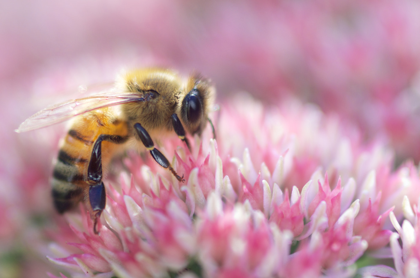 smc PENTAX-FA Macro 100mm F2.8 sample photo. Bee (2016) photography