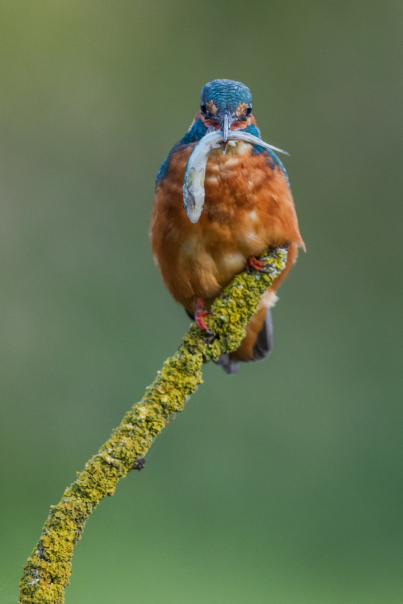 Canon EOS 5DS + Canon EF 200-400mm F4L IS USM Extender 1.4x sample photo. Common kingfisher photography