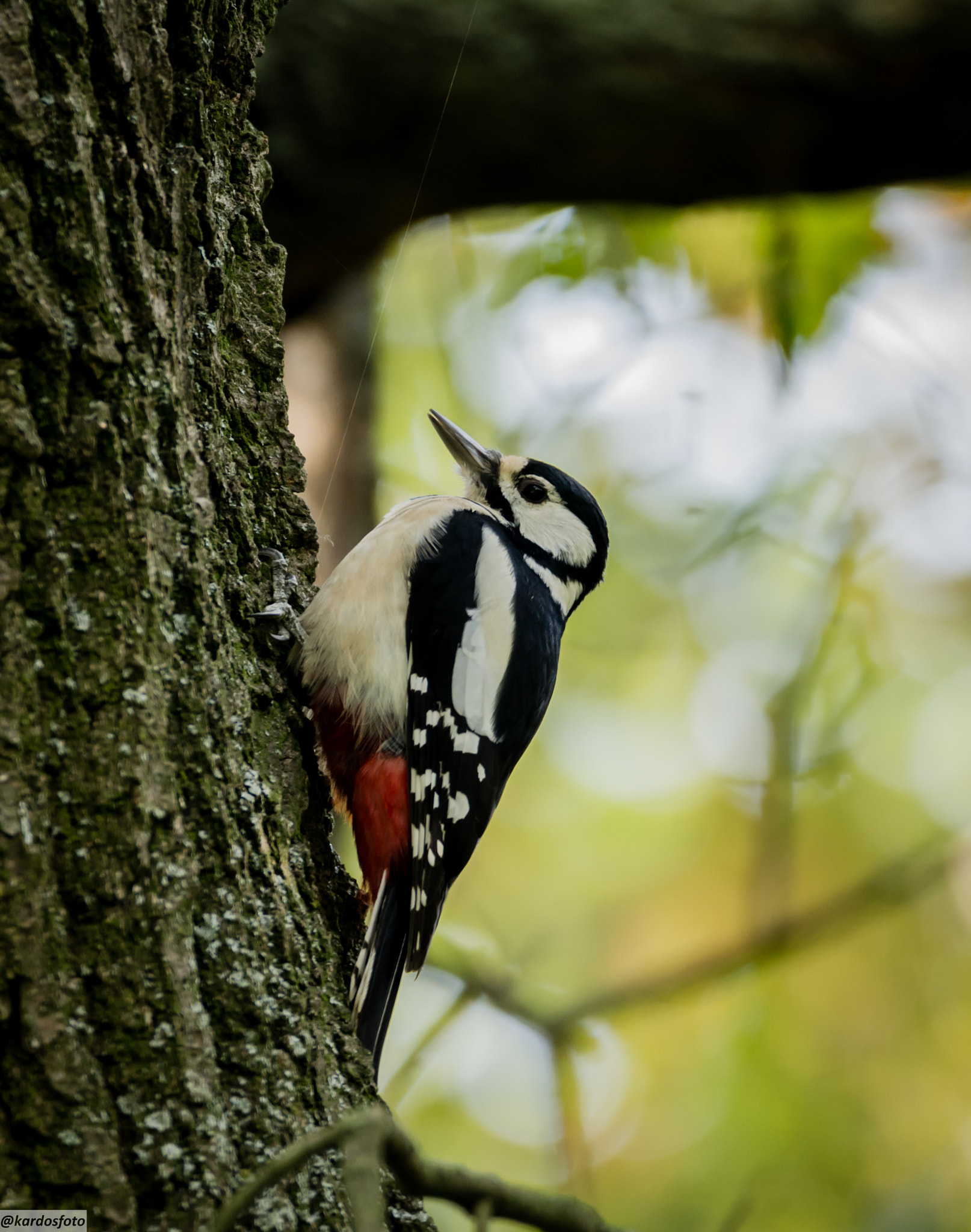 Sigma 150-600mm F5-6.3 DG OS HSM | C sample photo. Fakopáncs photography