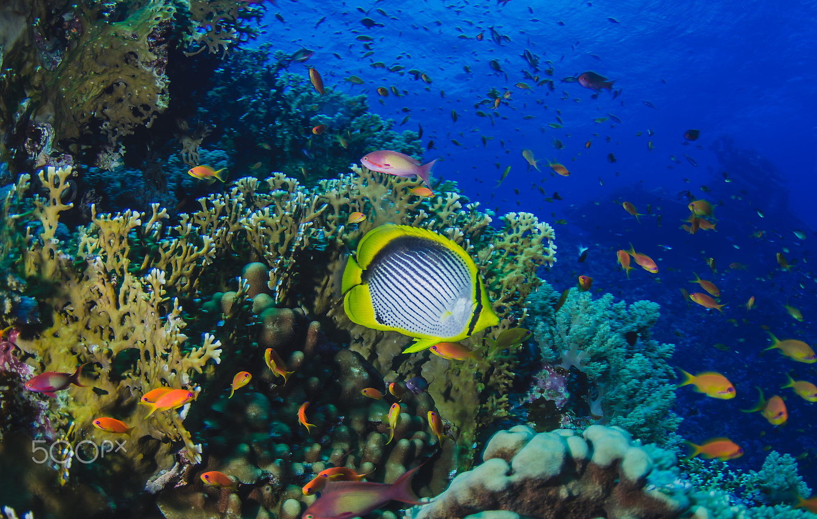 Tokina AT-X 10-17mm F3.5-4.5 DX Fisheye sample photo. Underwater garden photography