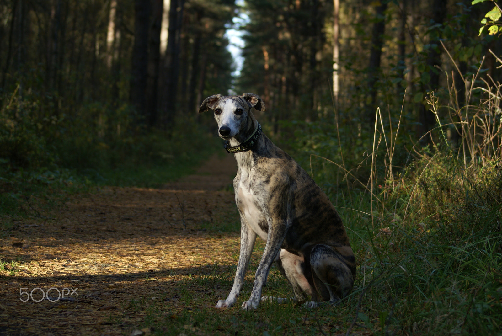 Sony Alpha DSLR-A100 sample photo. Whippet photography