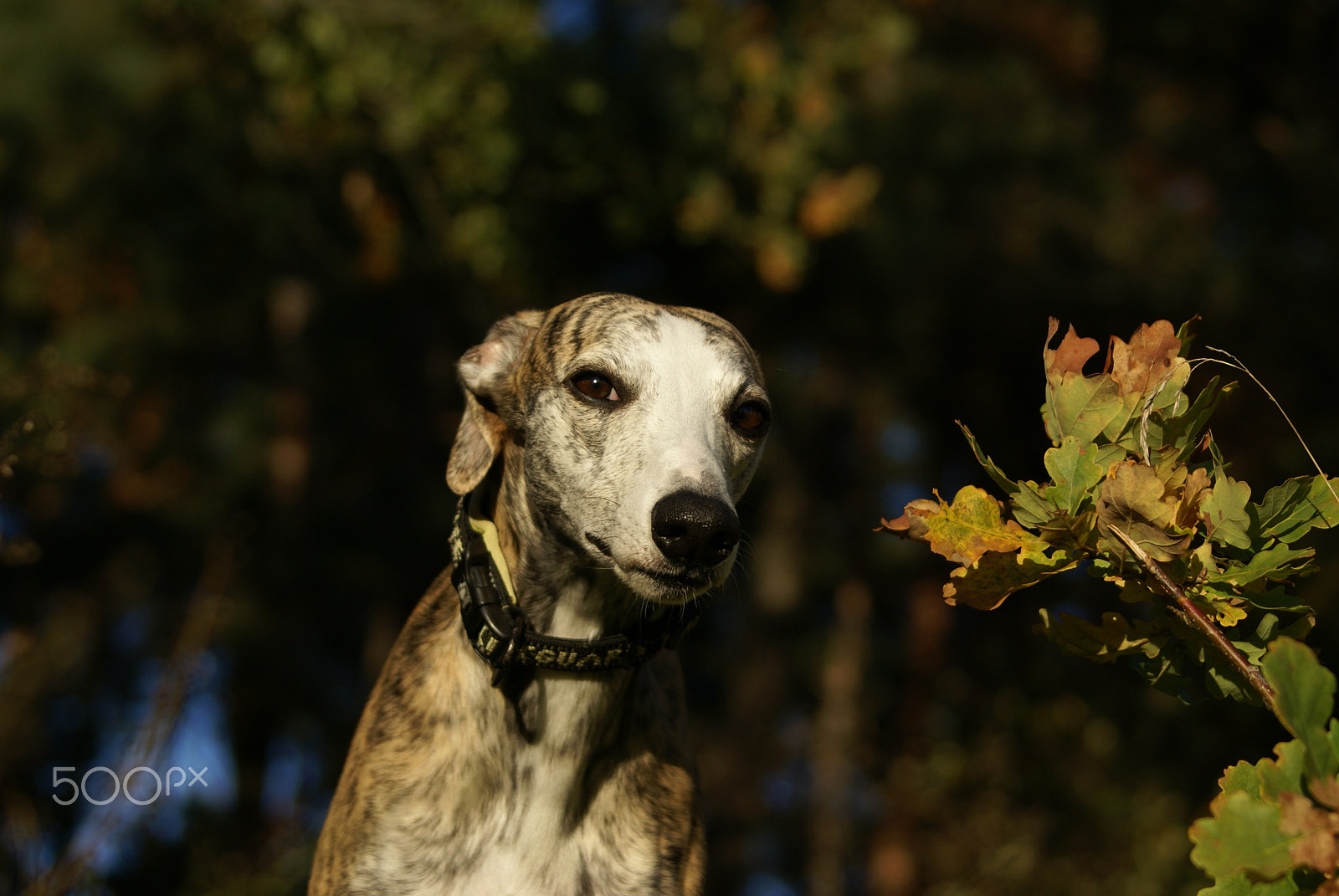 Sony Alpha DSLR-A100 sample photo. Whippet photography