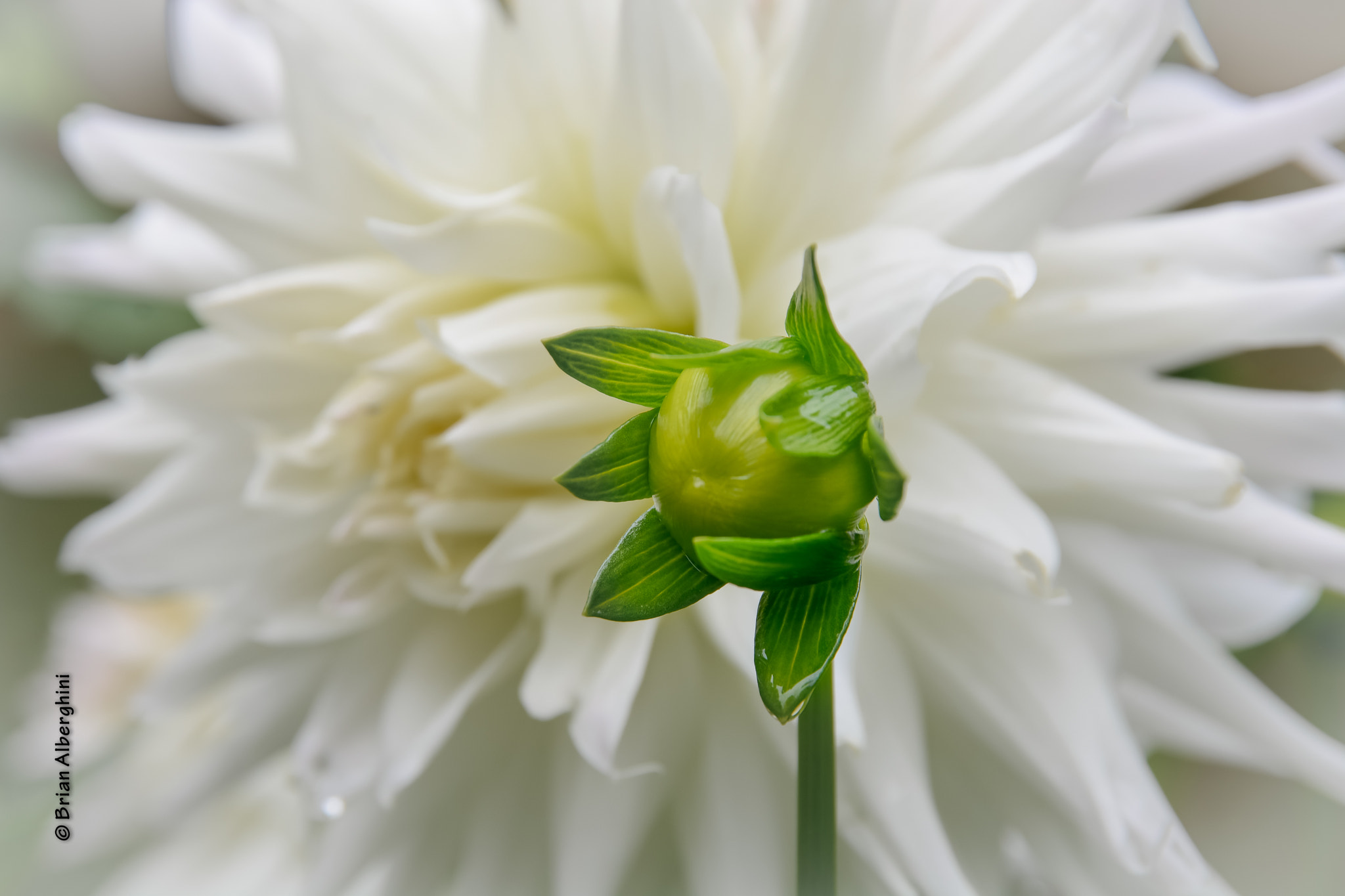 Nikon D7100 + Sigma 24-105mm F4 DG OS HSM Art sample photo. Bud and blossom photography