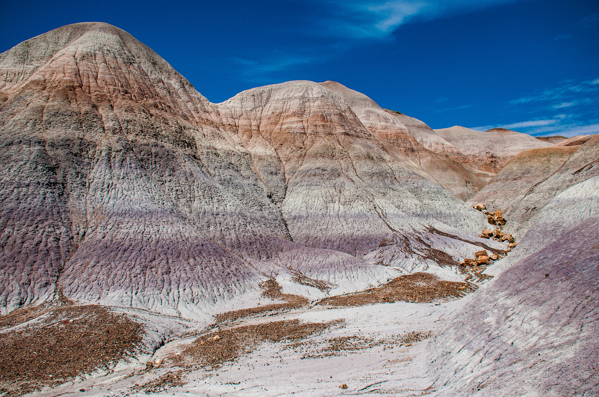 Nikon D5000 sample photo. Petrified forest photography