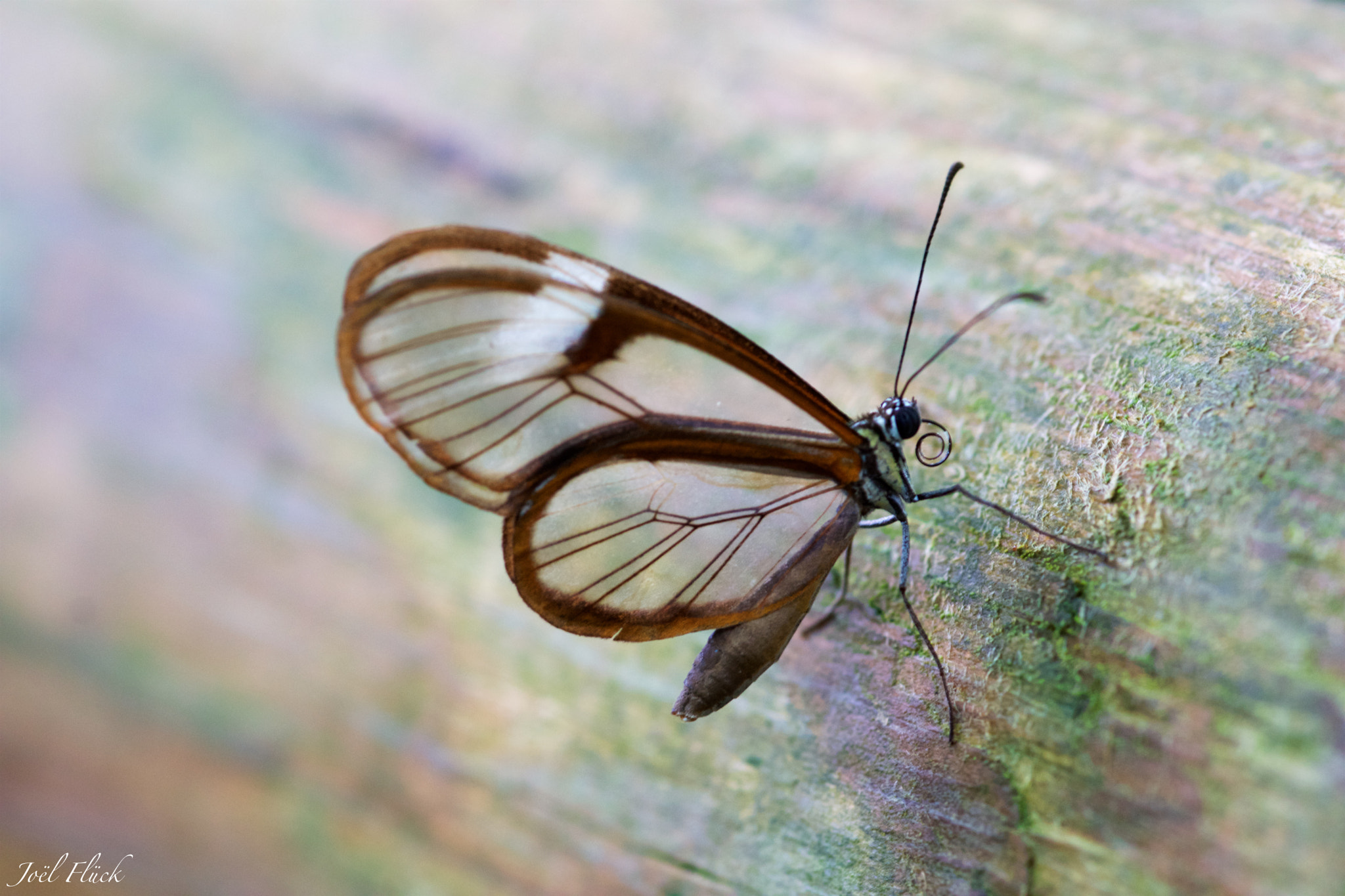 Sony SLT-A77 + Sigma 30mm F1.4 EX DC HSM sample photo. Papiliorama kerzers ch photography