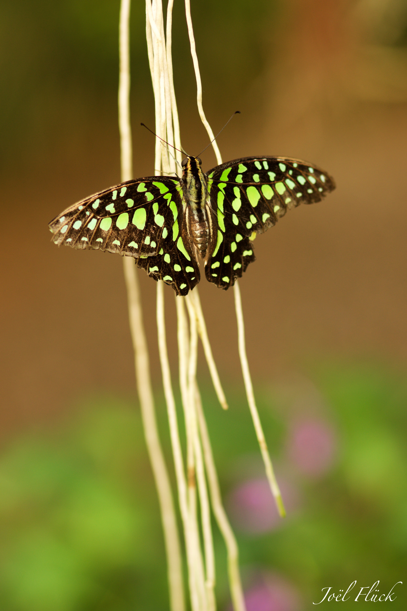 Sony SLT-A77 sample photo. Papiliorama kerzers ch photography