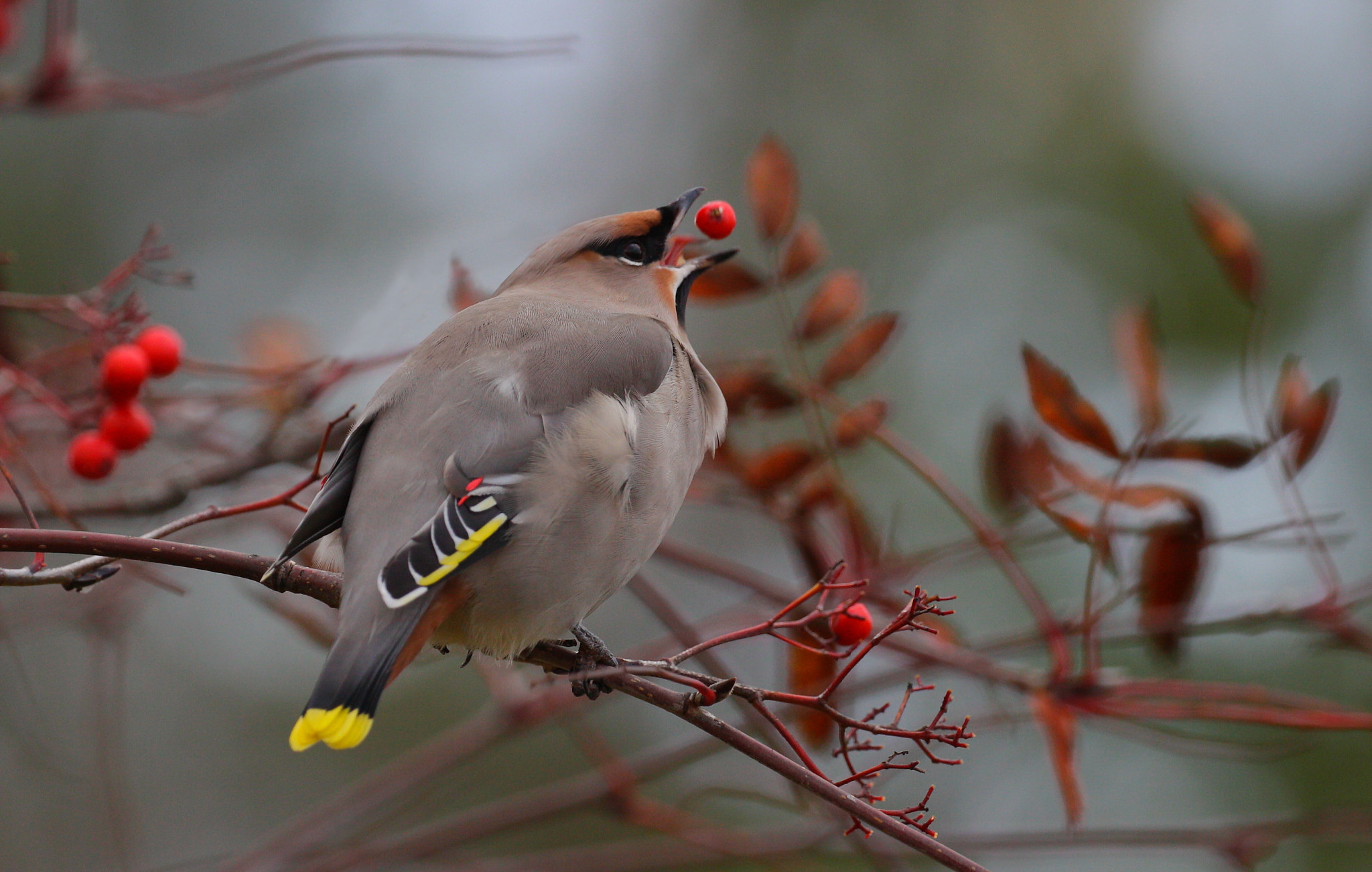 Canon EOS 50D + Canon EF 100-400mm F4.5-5.6L IS II USM sample photo. Waxwing photography