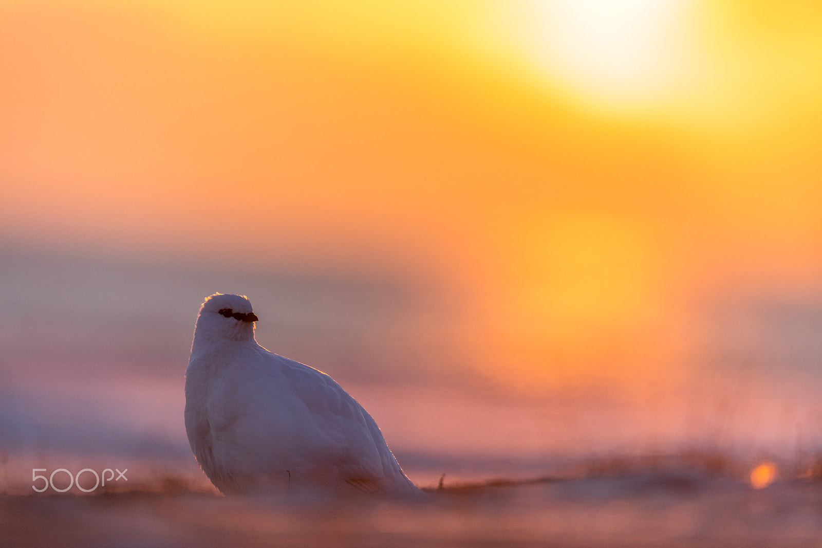 Canon EF 500mm F4L IS II USM sample photo. Midnight ptarmigan photography